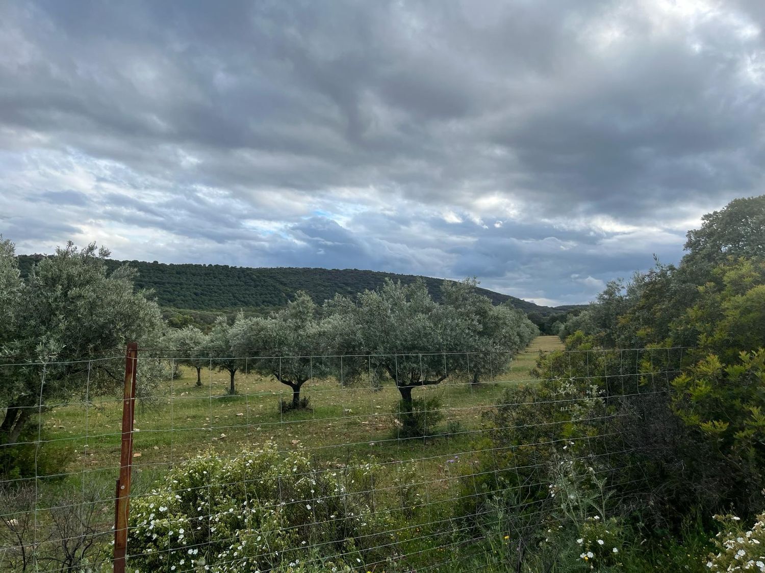 Fincas y solares-Venta-ChillÃ³n-1507555-Foto-37