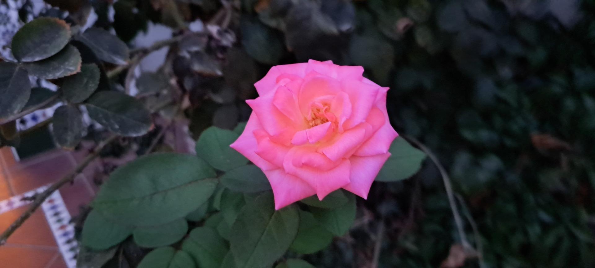 Casas o chalets-Venta-Mairena del Aljarafe-1727021-Foto-3