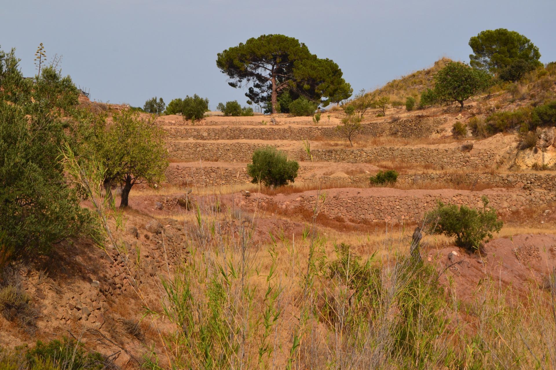 Fincas y solares-Venta-Lorca-1884319-Foto-7