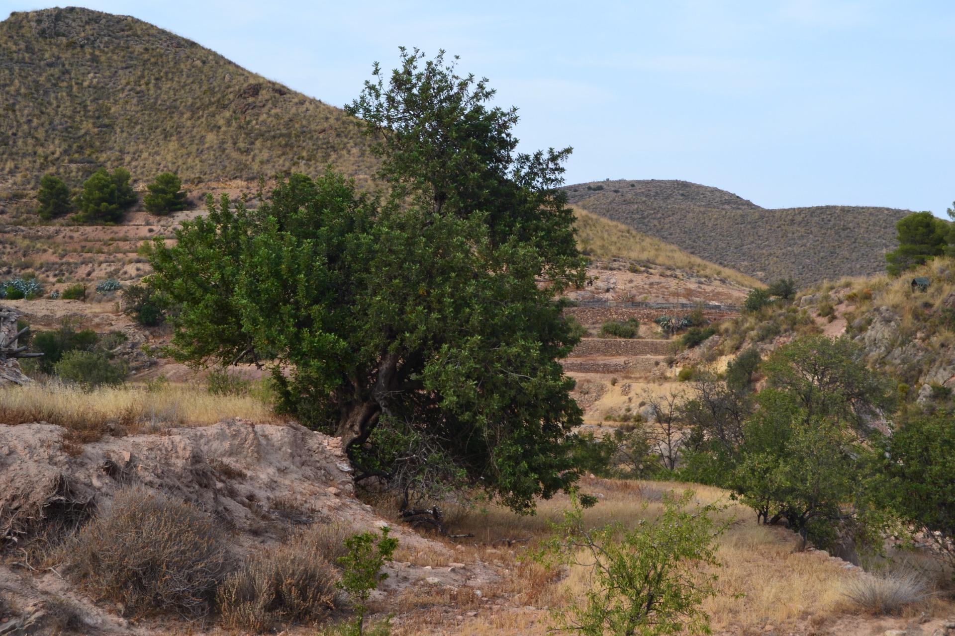 Fincas y solares-Venta-Lorca-1884319-Foto-11
