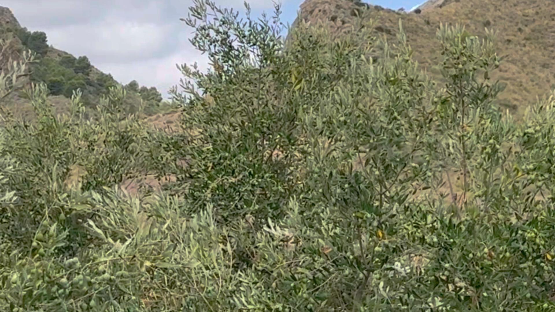 Fincas y solares-Venta-Lorca-1884319-Foto-19
