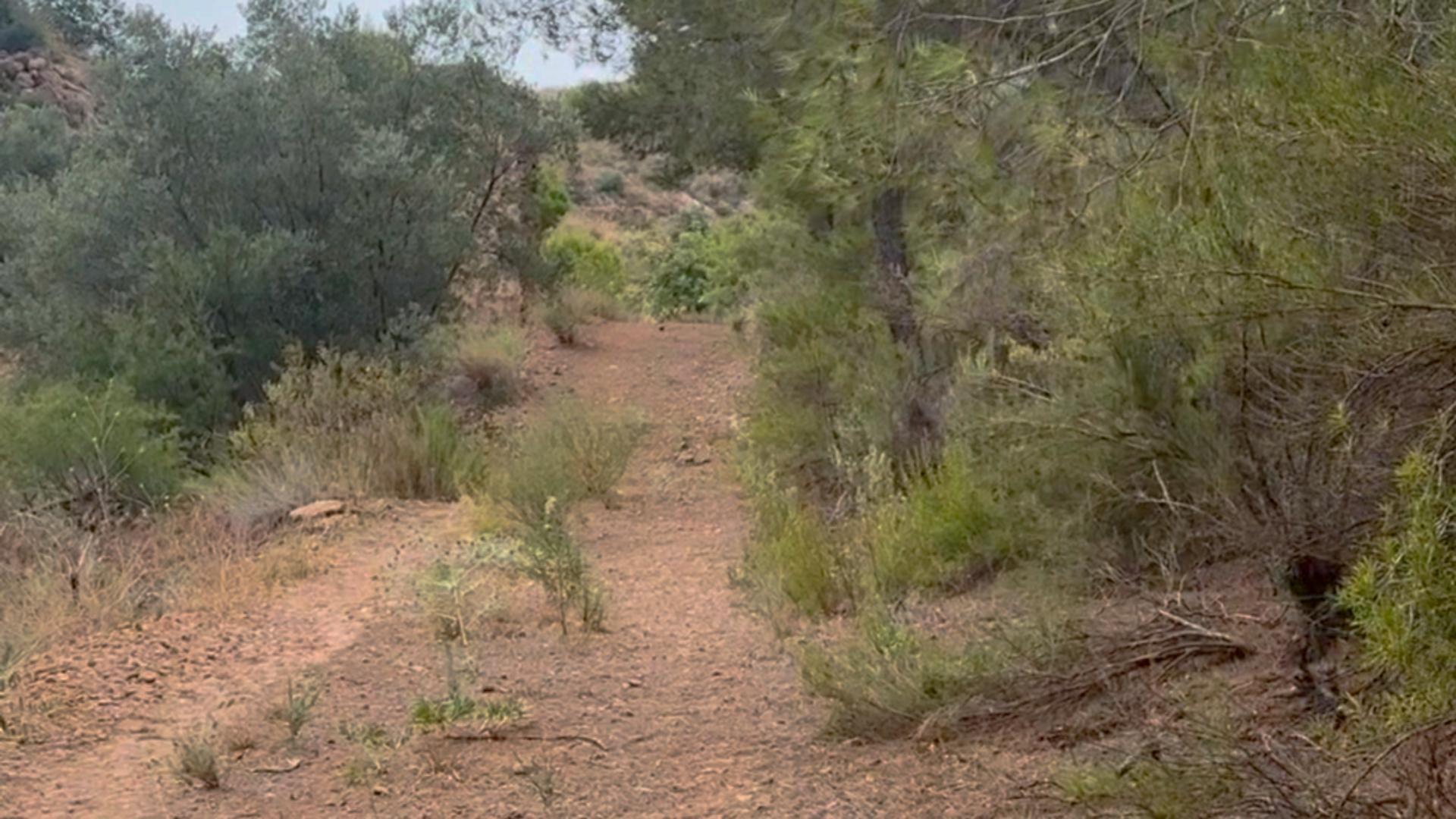 Fincas y solares-Venta-Lorca-1884319-Foto-40