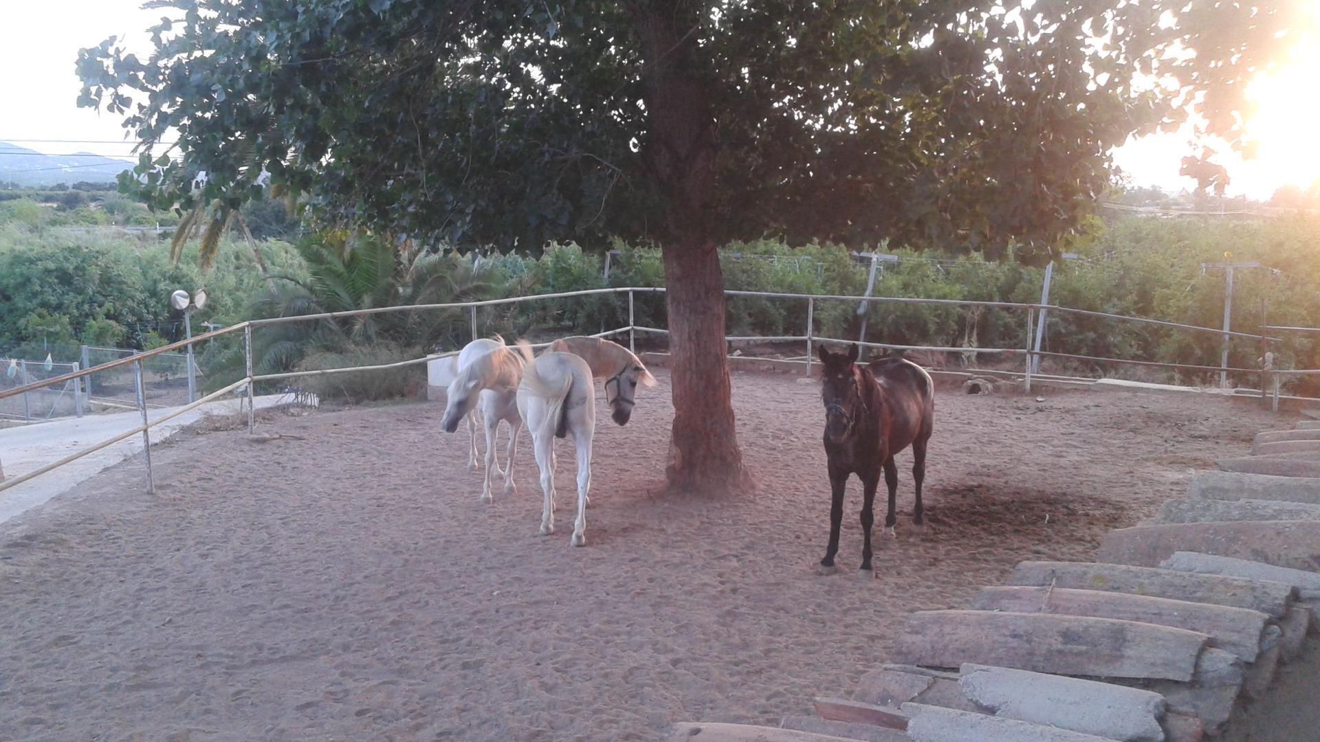 Pisos-Venta-Alzira-1720614-Foto-42