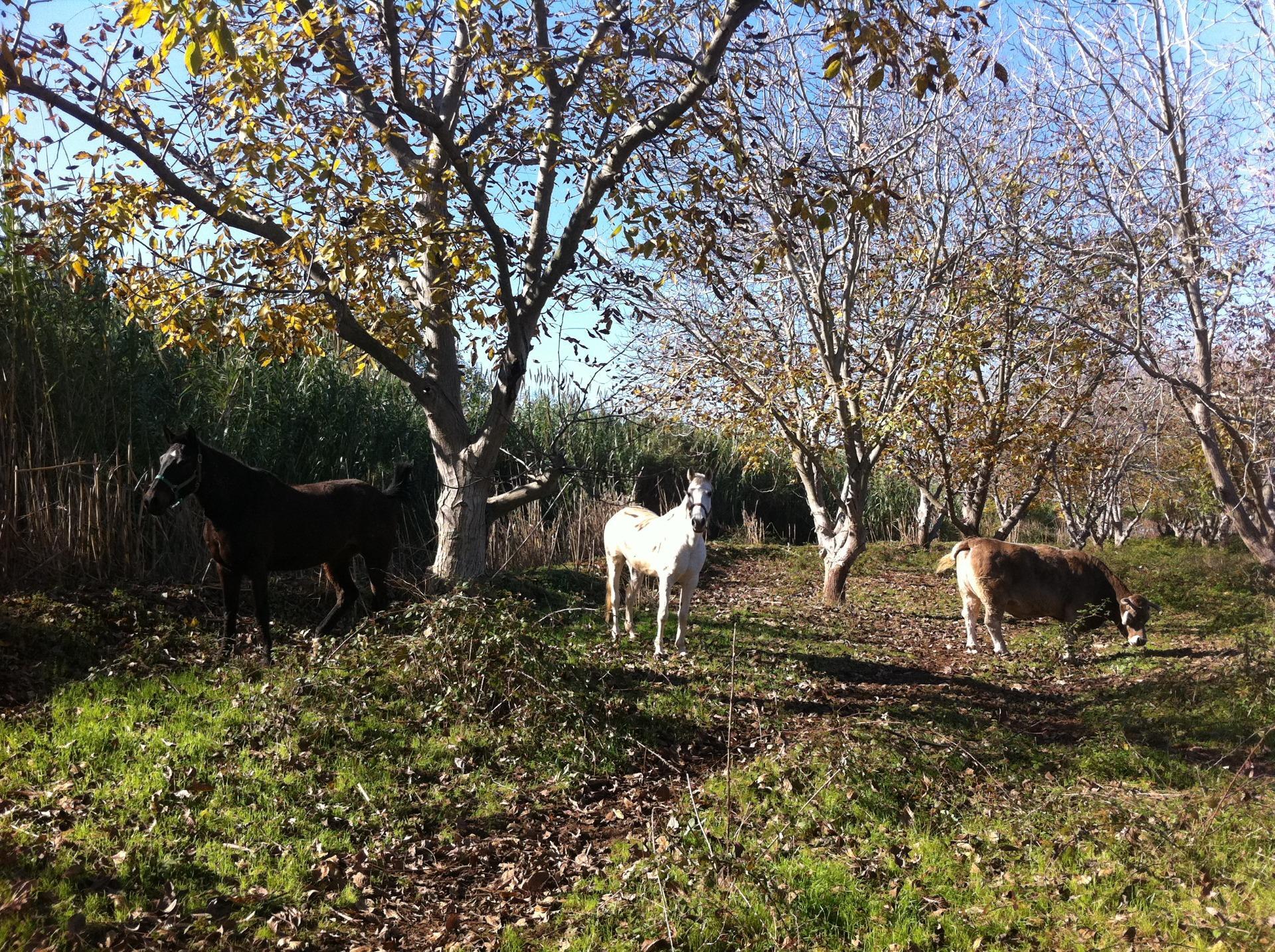 Pisos-Venta-Alzira-1720614-Foto-45