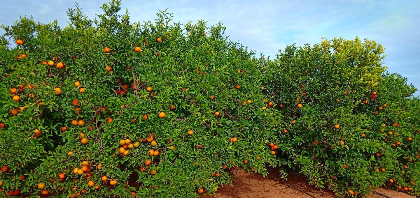 Pisos-Venta-Alzira-1720614-Foto-60