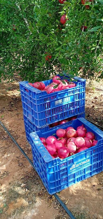 Pisos-Venta-Alzira-1720614-Foto-62