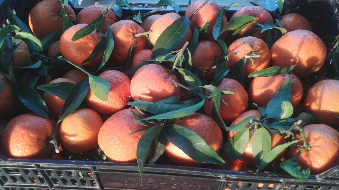 Pisos-Venta-Alzira-1720614-Foto-63