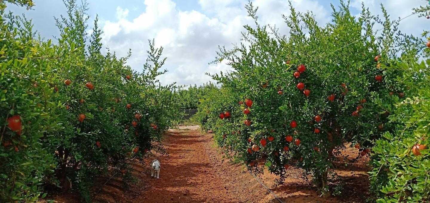 Pisos-Venta-Alzira-1720614-Foto-61