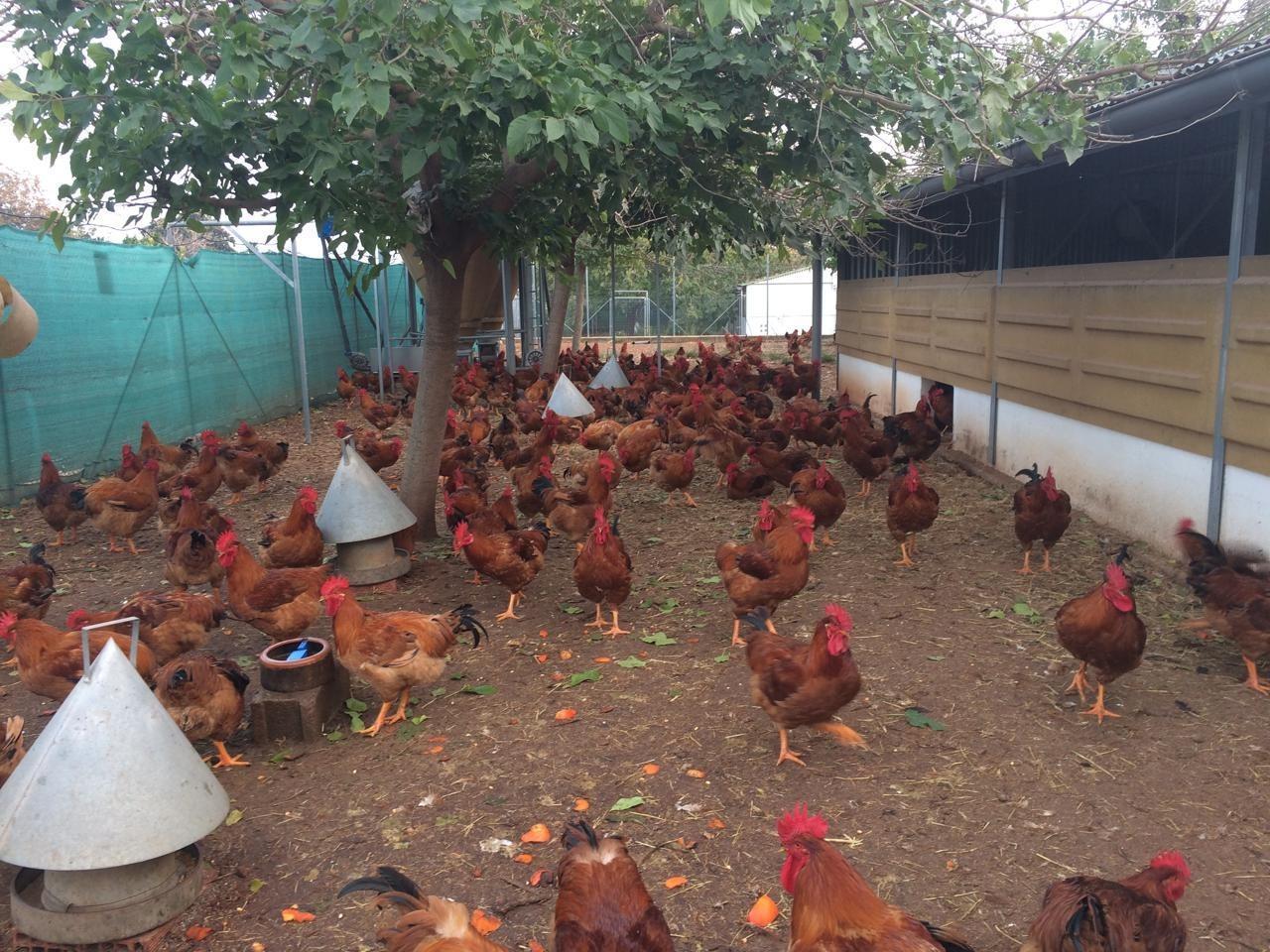 Pisos-Venta-Alzira-1720614-Foto-70