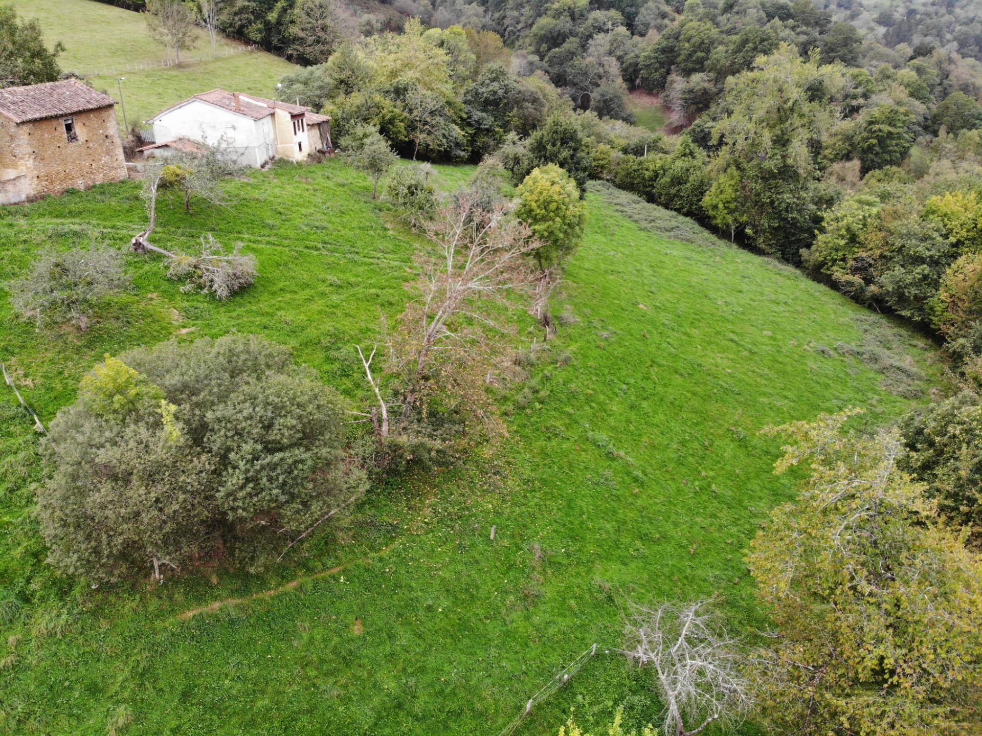 Fincas y solares-Venta-PiloÃ±a-1439492-Foto-6