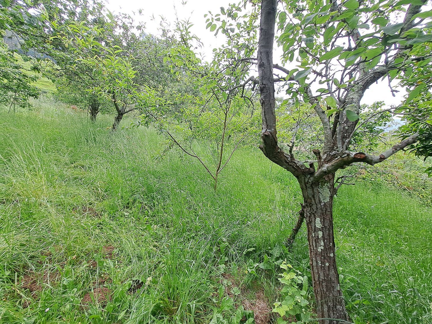 Casas o chalets-Venta-Villaviciosa-1751834-Foto-12