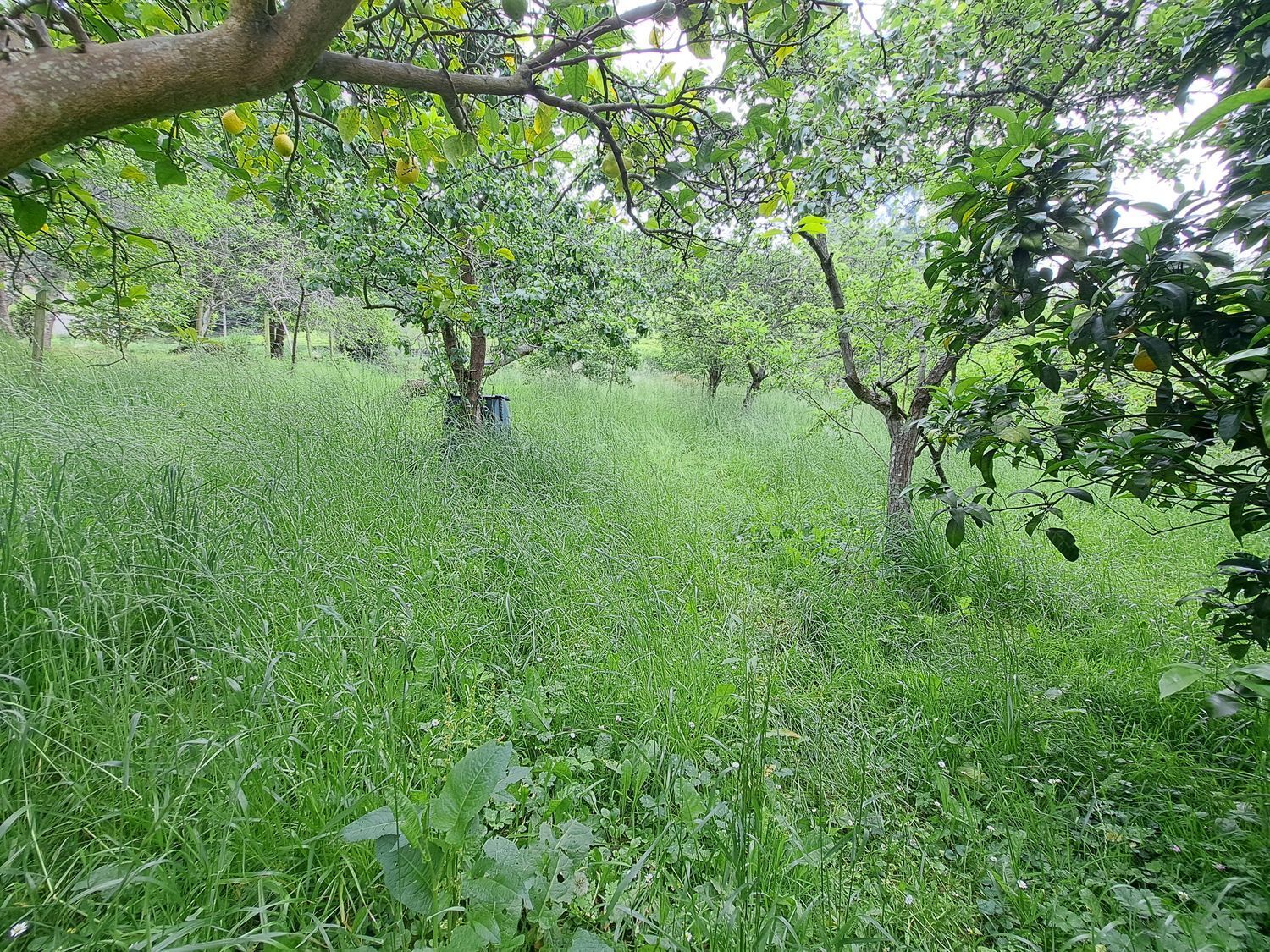 Casas o chalets-Venta-Villaviciosa-1751834-Foto-15