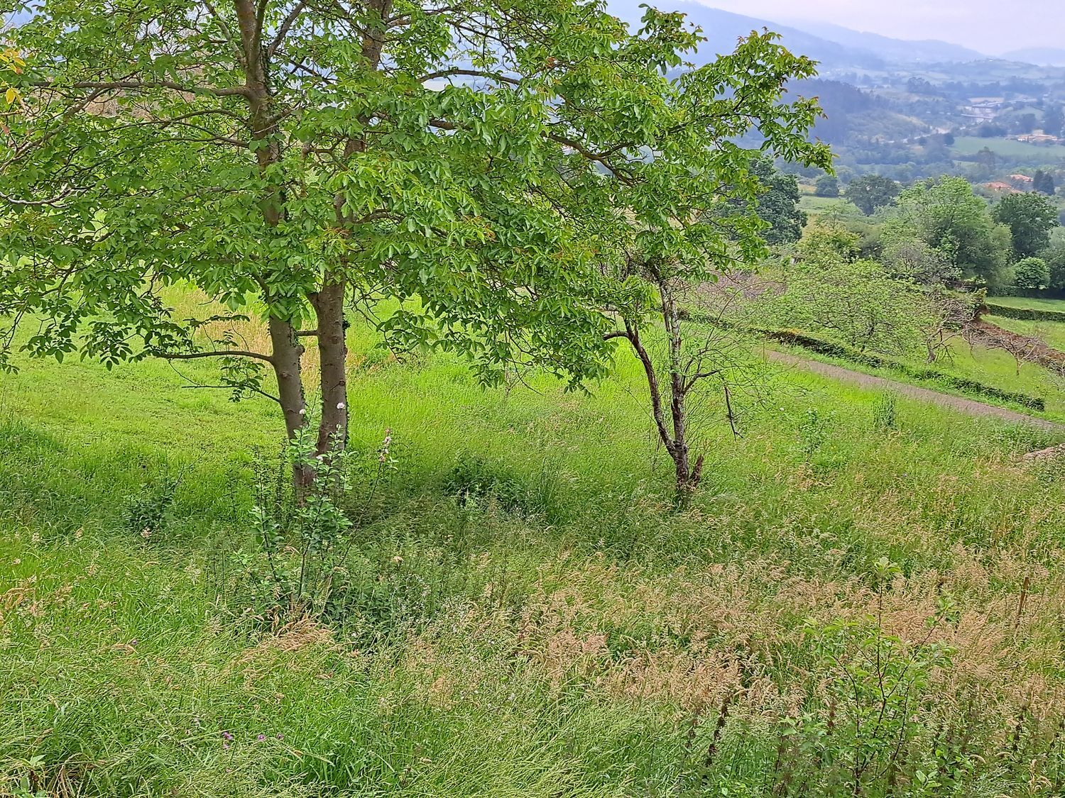 Casas o chalets-Venta-Villaviciosa-1751834-Foto-39