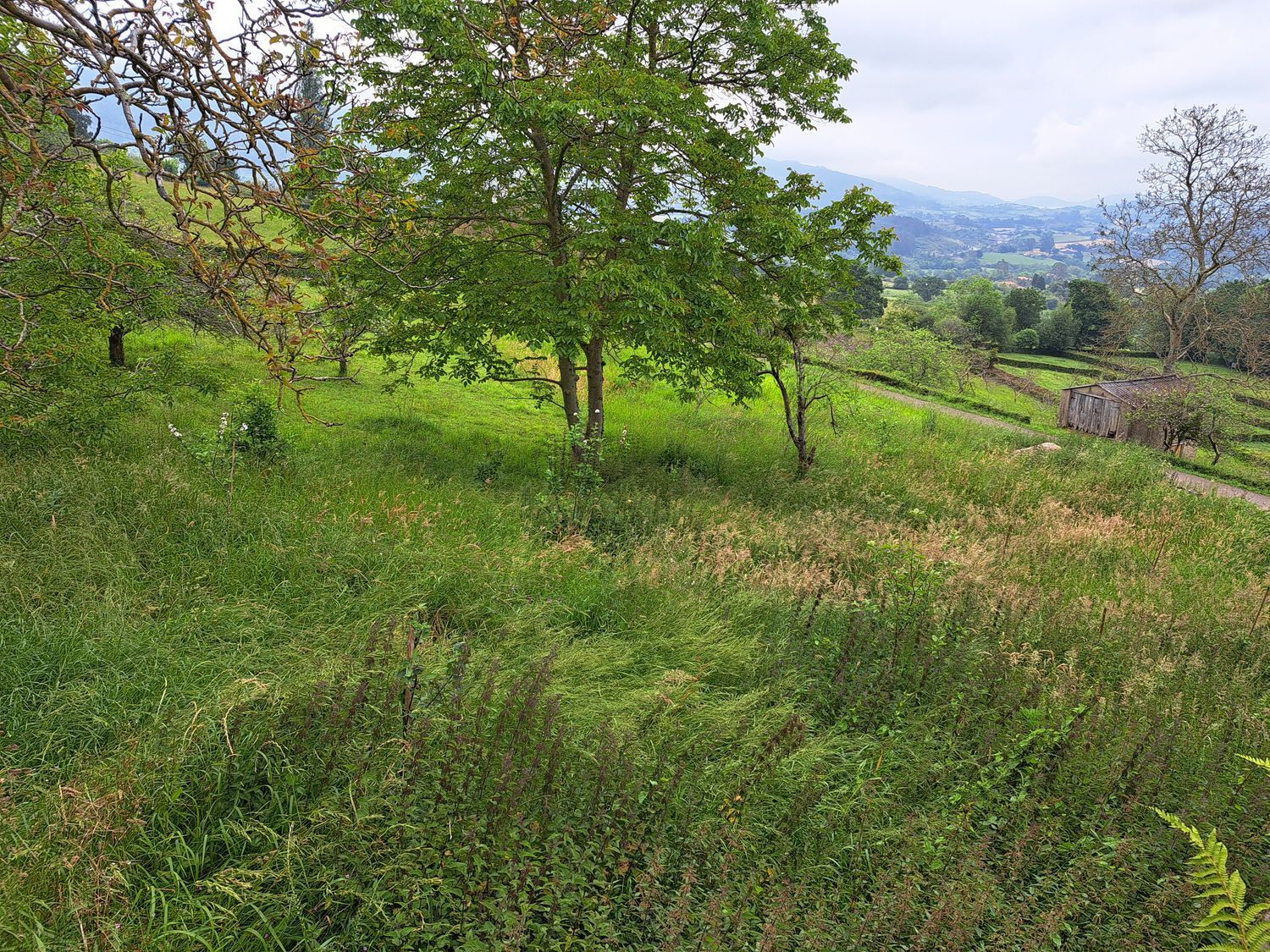 Casas o chalets-Venta-Villaviciosa-1751834-Foto-40