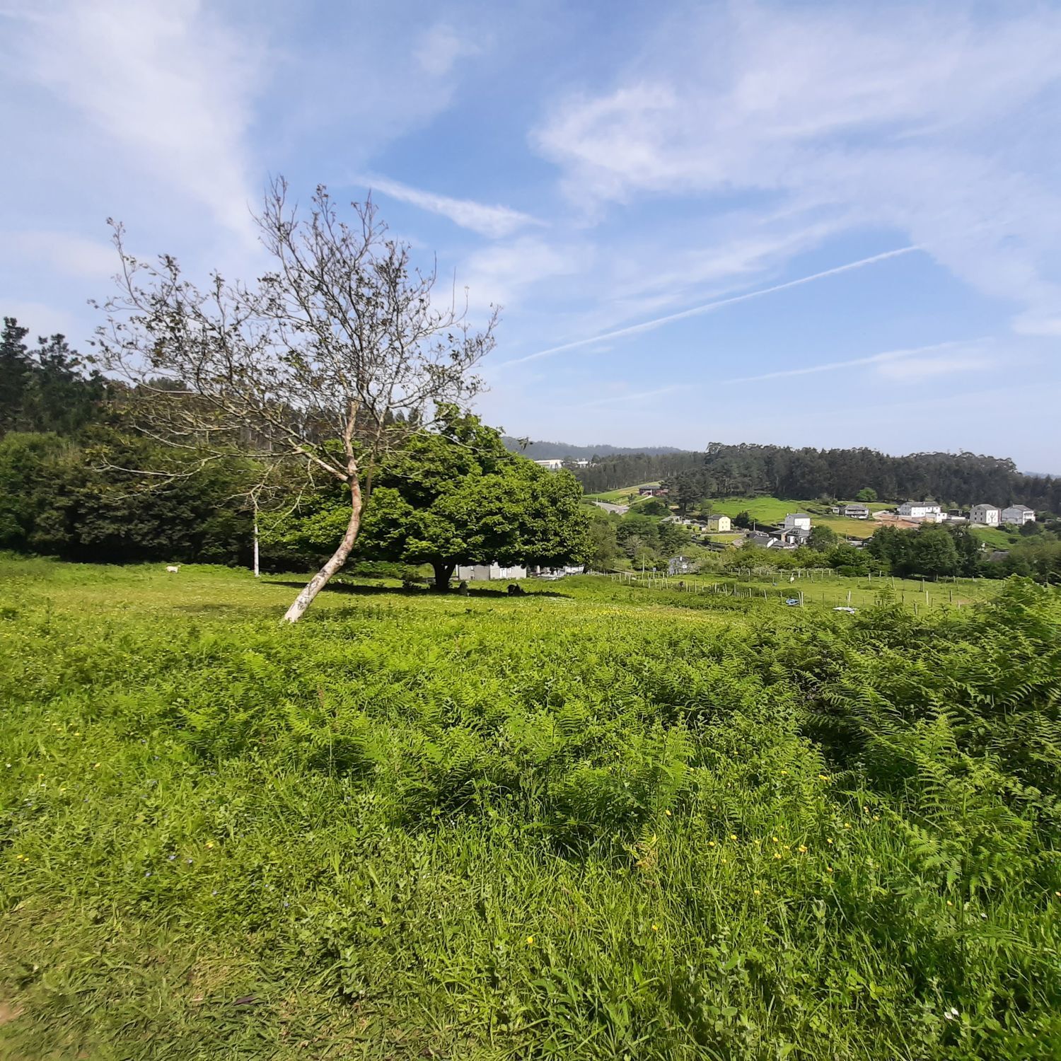 Casas o chalets-Venta-Viveiro-1830047-Foto-17