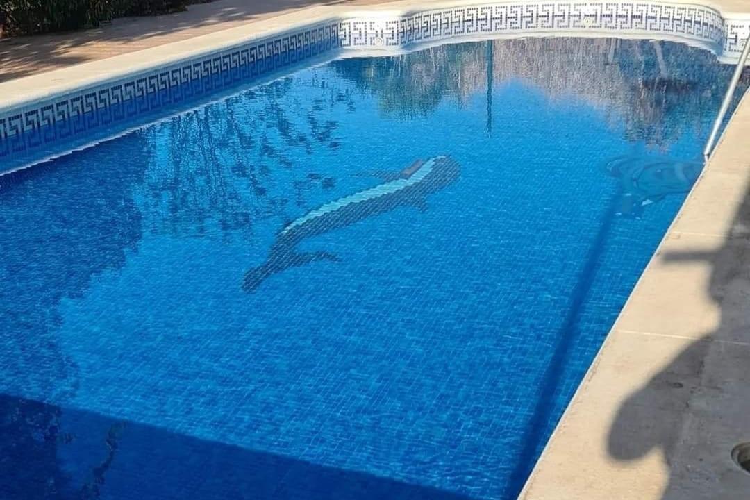 Casas o chalets-Venta-Guillena-1727057-Foto-31