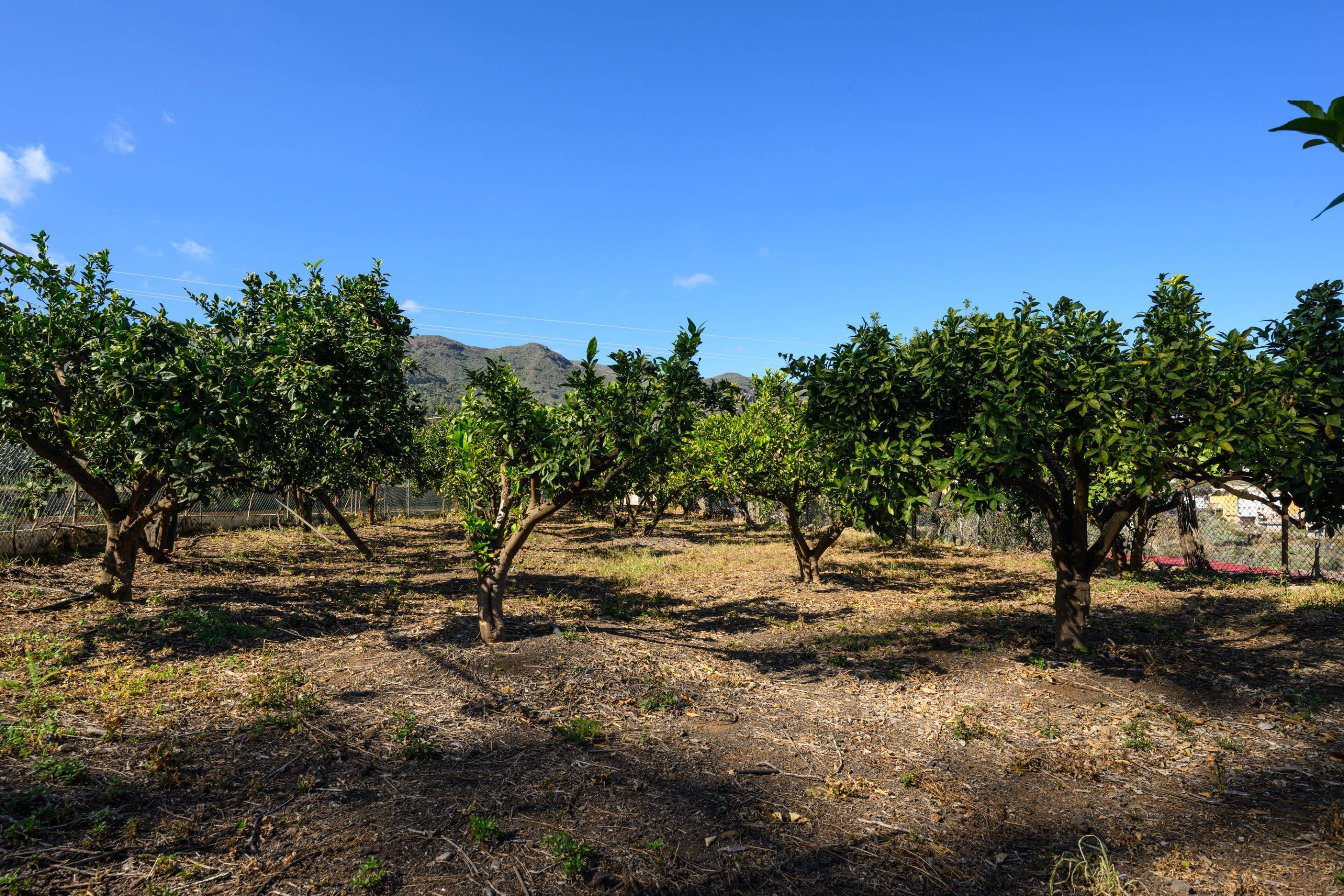 Casas o chalets-Venta-Valsequillo de Gran Canaria-1712795-Foto-9