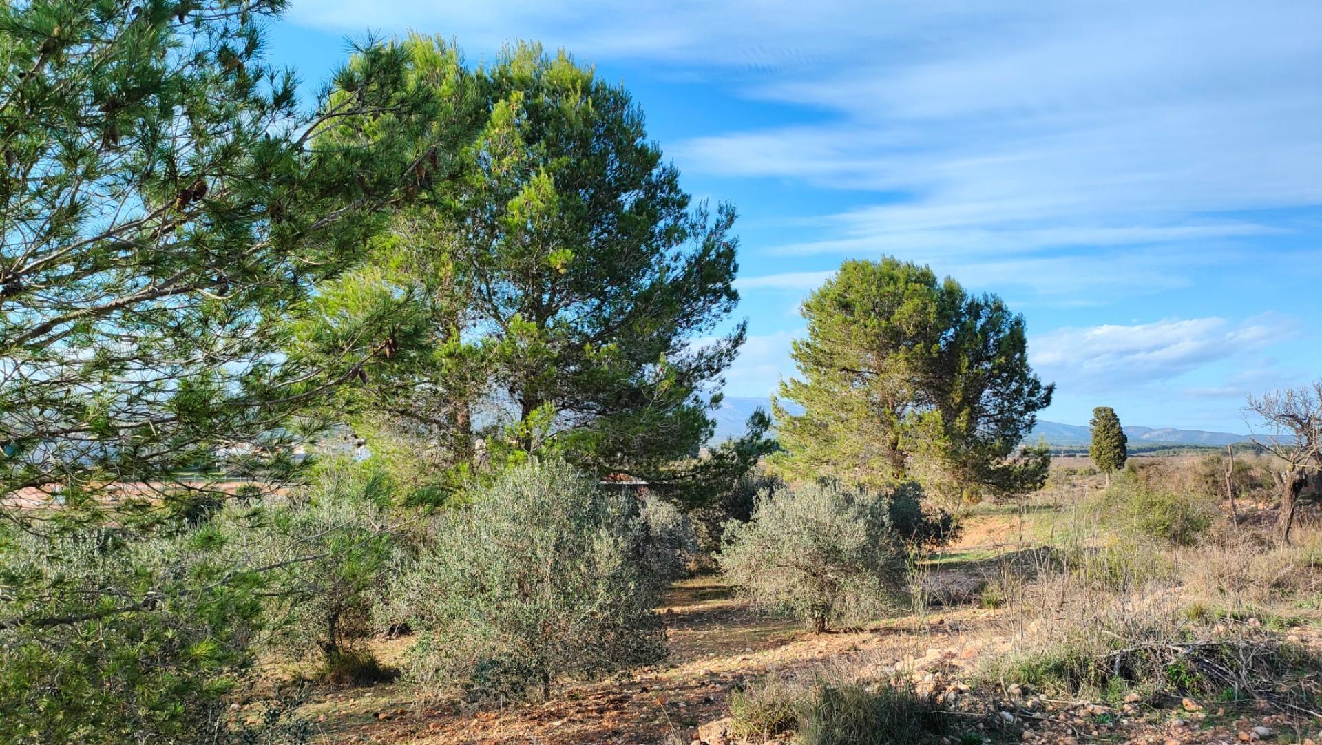 Fincas y solares-Venta-Benlloch-1943452-Foto-7