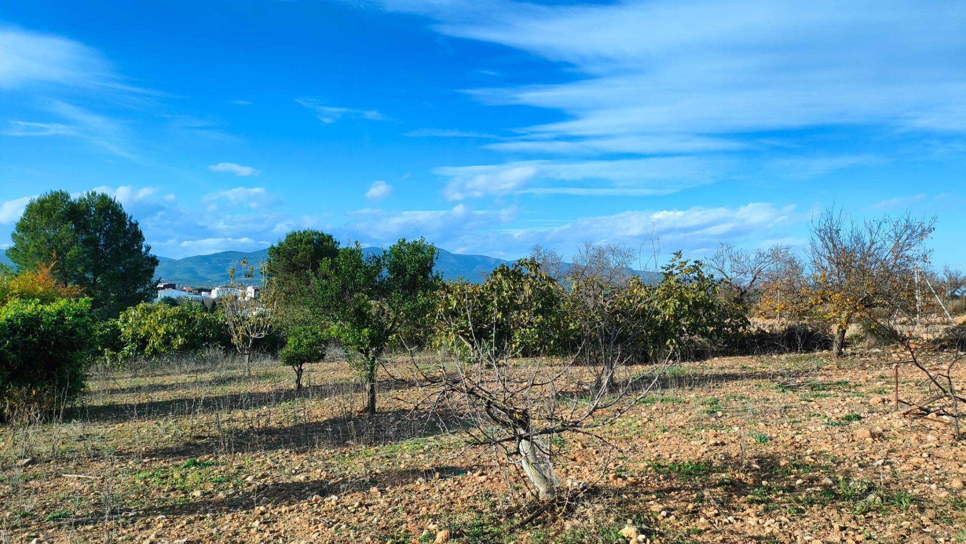 Fincas y solares-Venta-Benlloch-1943452-Foto-8
