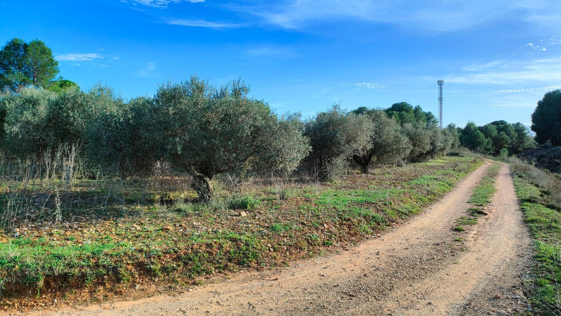 Fincas y solares-Venta-Benlloch-1943452-Foto-12