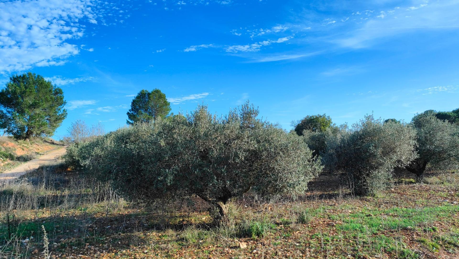 Fincas y solares-Venta-Benlloch-1943452-Foto-13