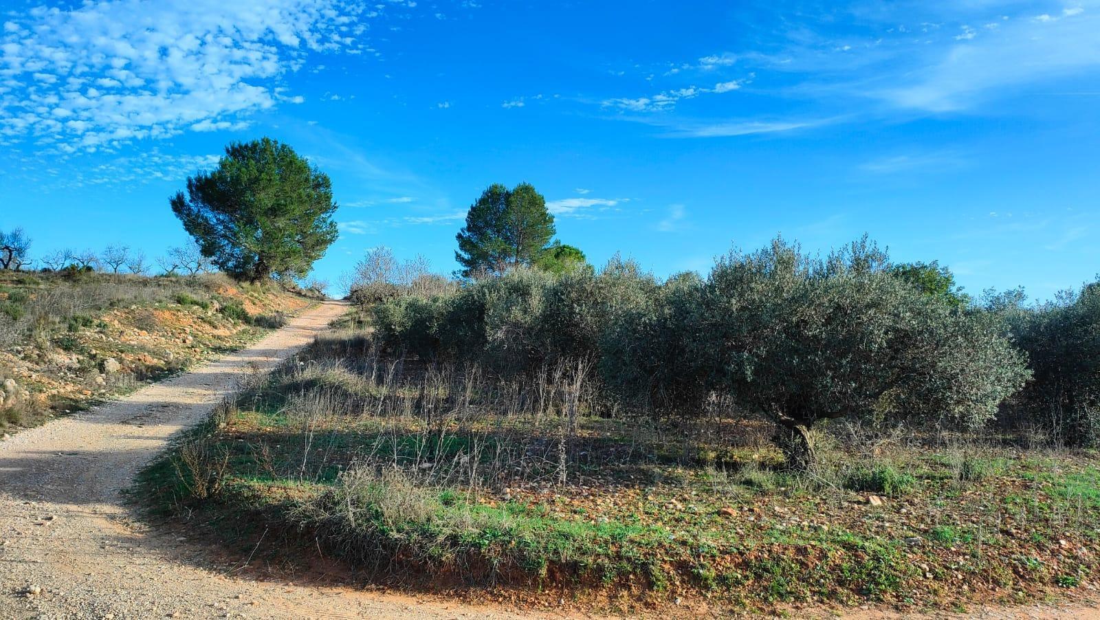 Fincas y solares-Venta-Benlloch-1943452-Foto-17