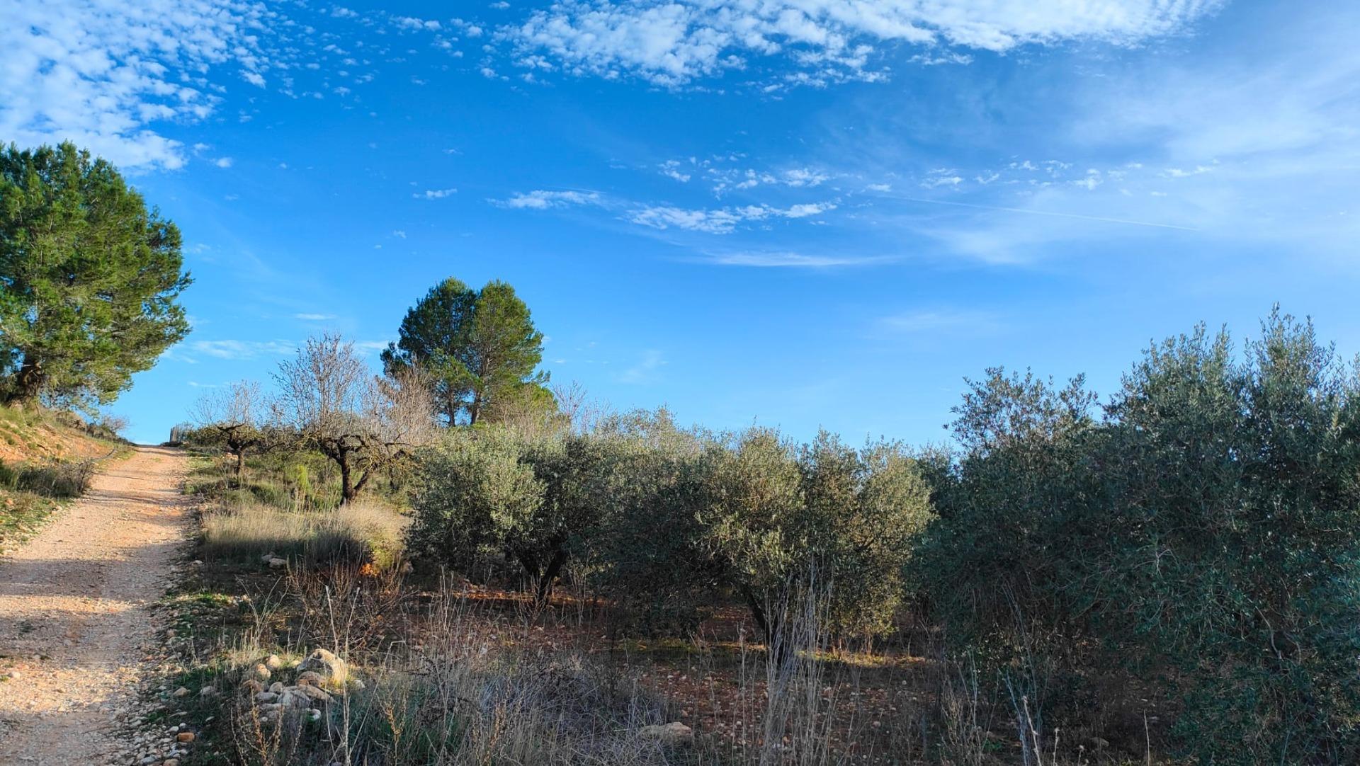 Fincas y solares-Venta-Benlloch-1943452-Foto-15