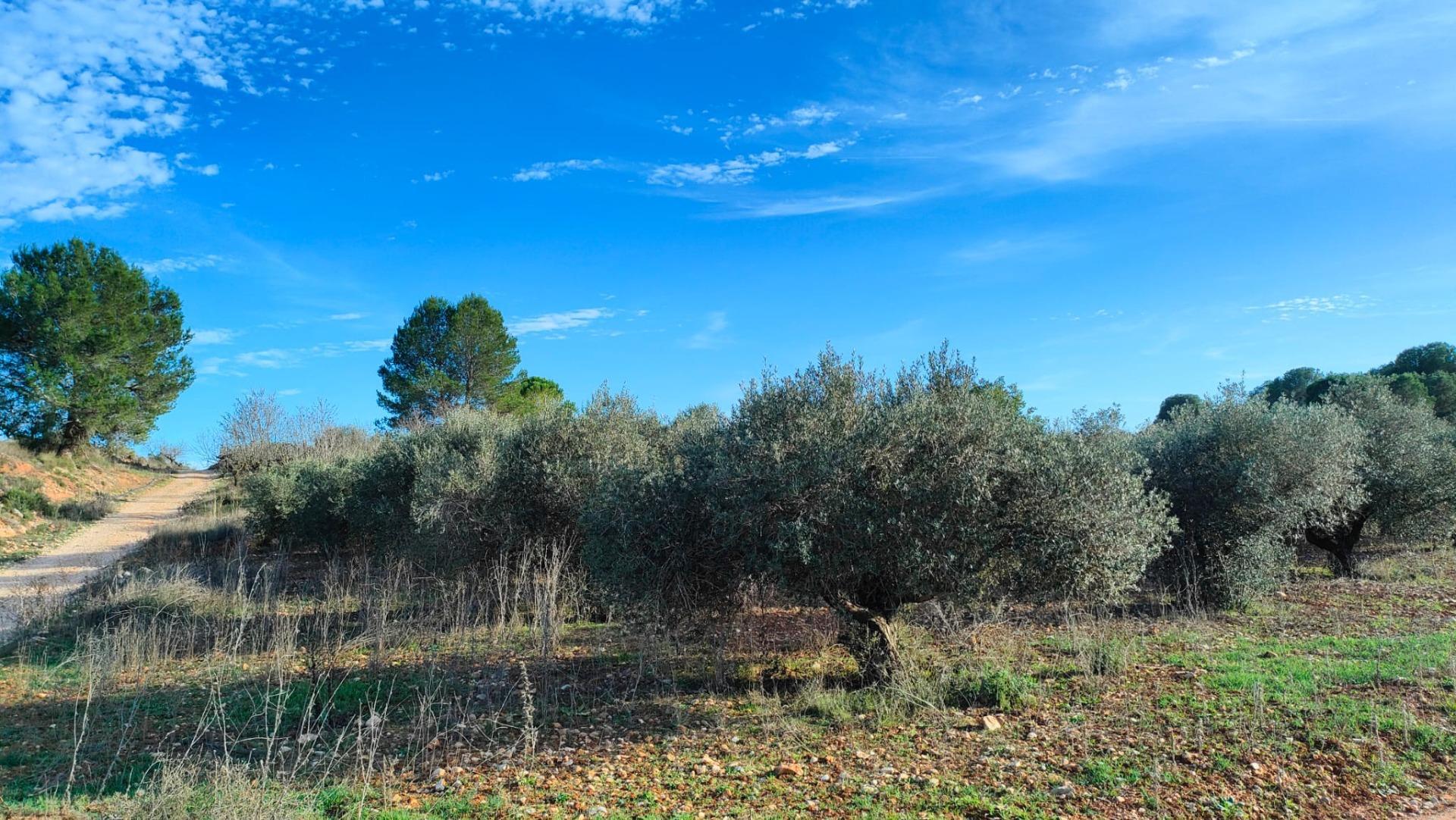 Fincas y solares-Venta-Benlloch-1943452-Foto-14