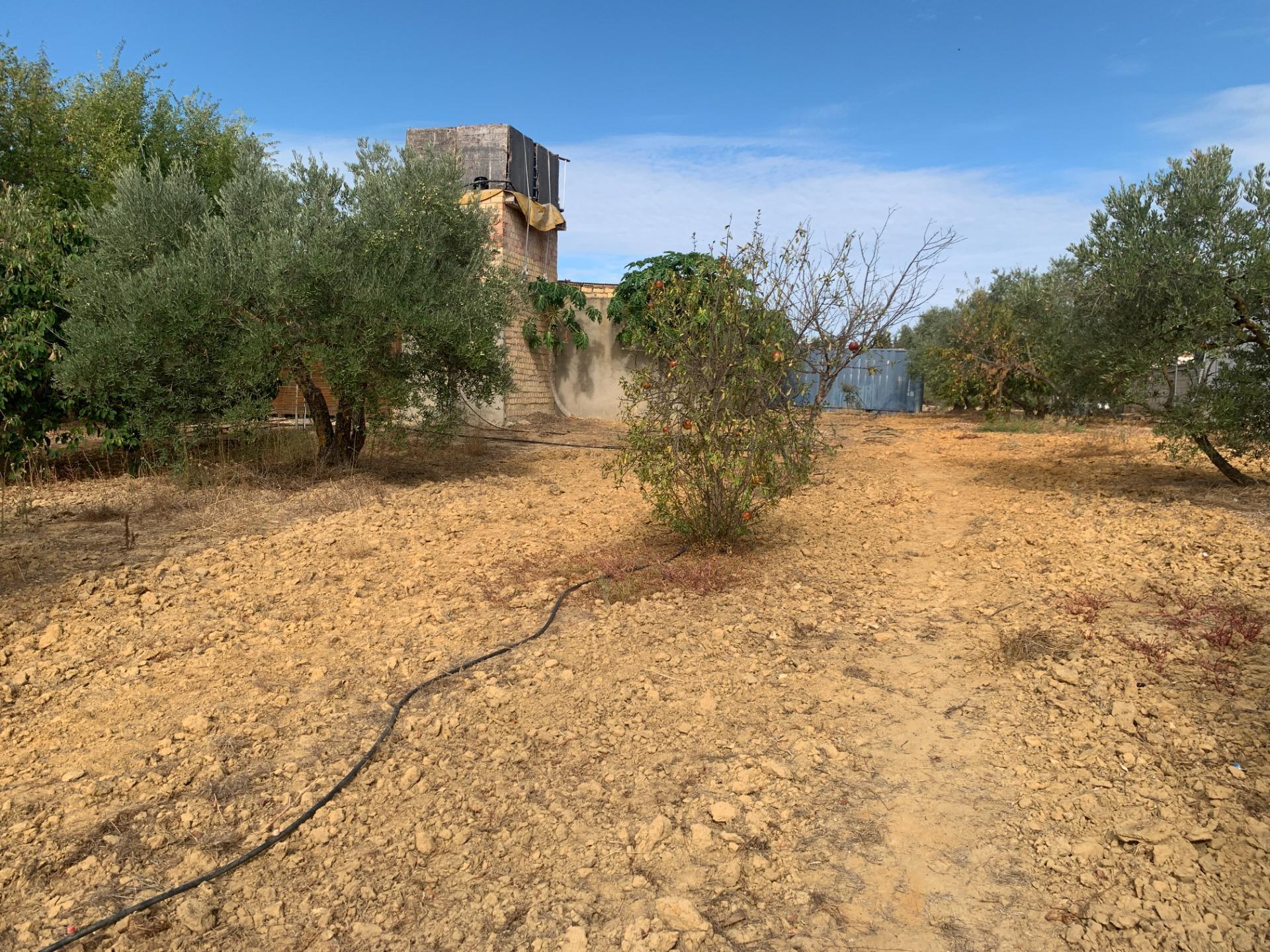 Fincas y solares-Venta-Villalba del Alcor-1968537-Foto-19