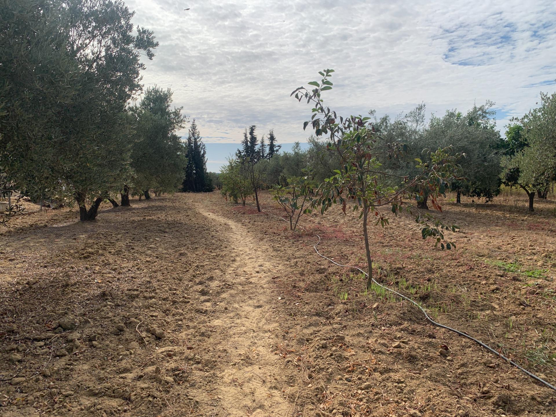 Fincas y solares-Venta-Villalba del Alcor-1968537-Foto-18