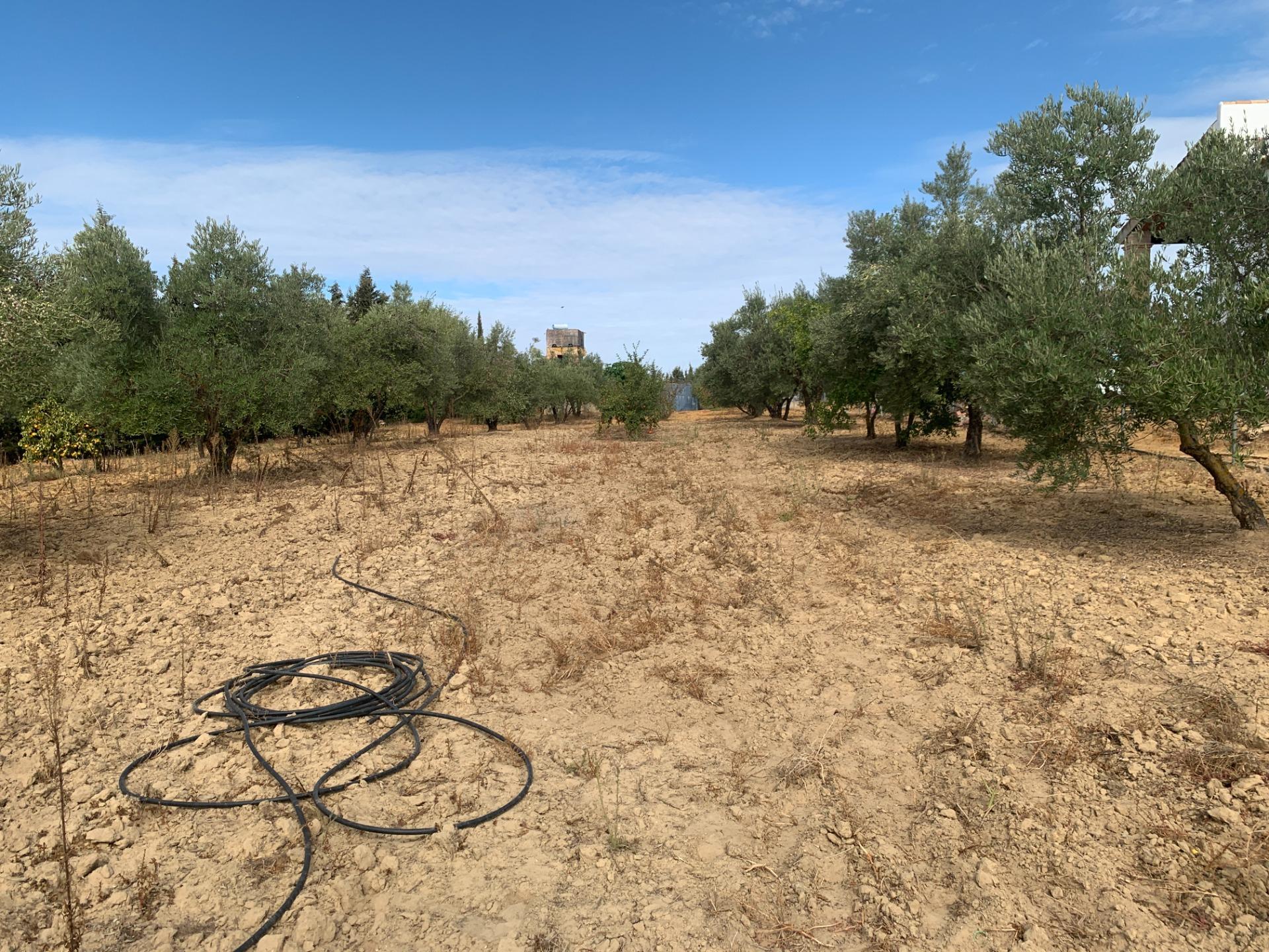 Fincas y solares-Venta-Villalba del Alcor-1968537-Foto-23