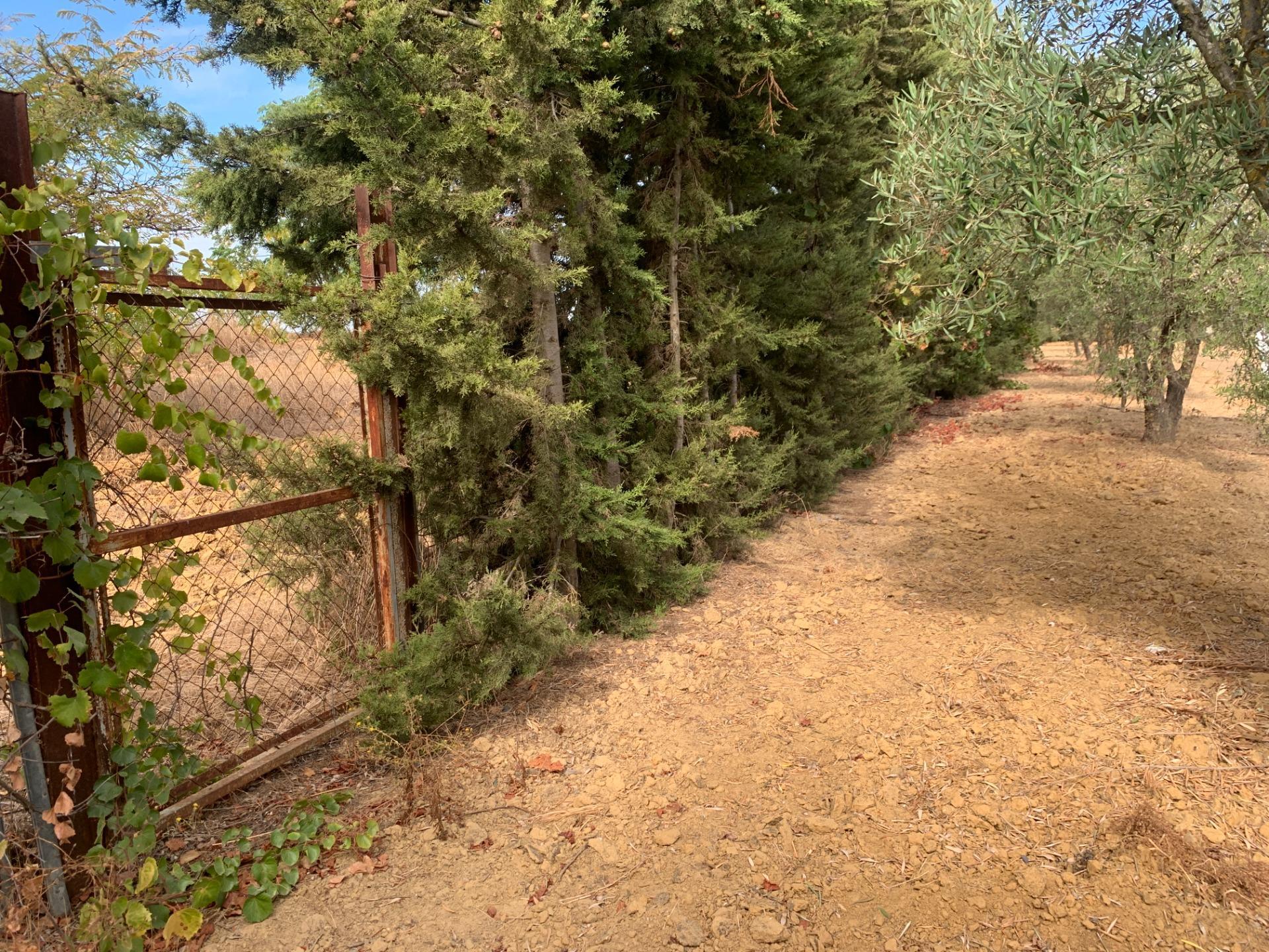 Fincas y solares-Venta-Villalba del Alcor-1968537-Foto-28