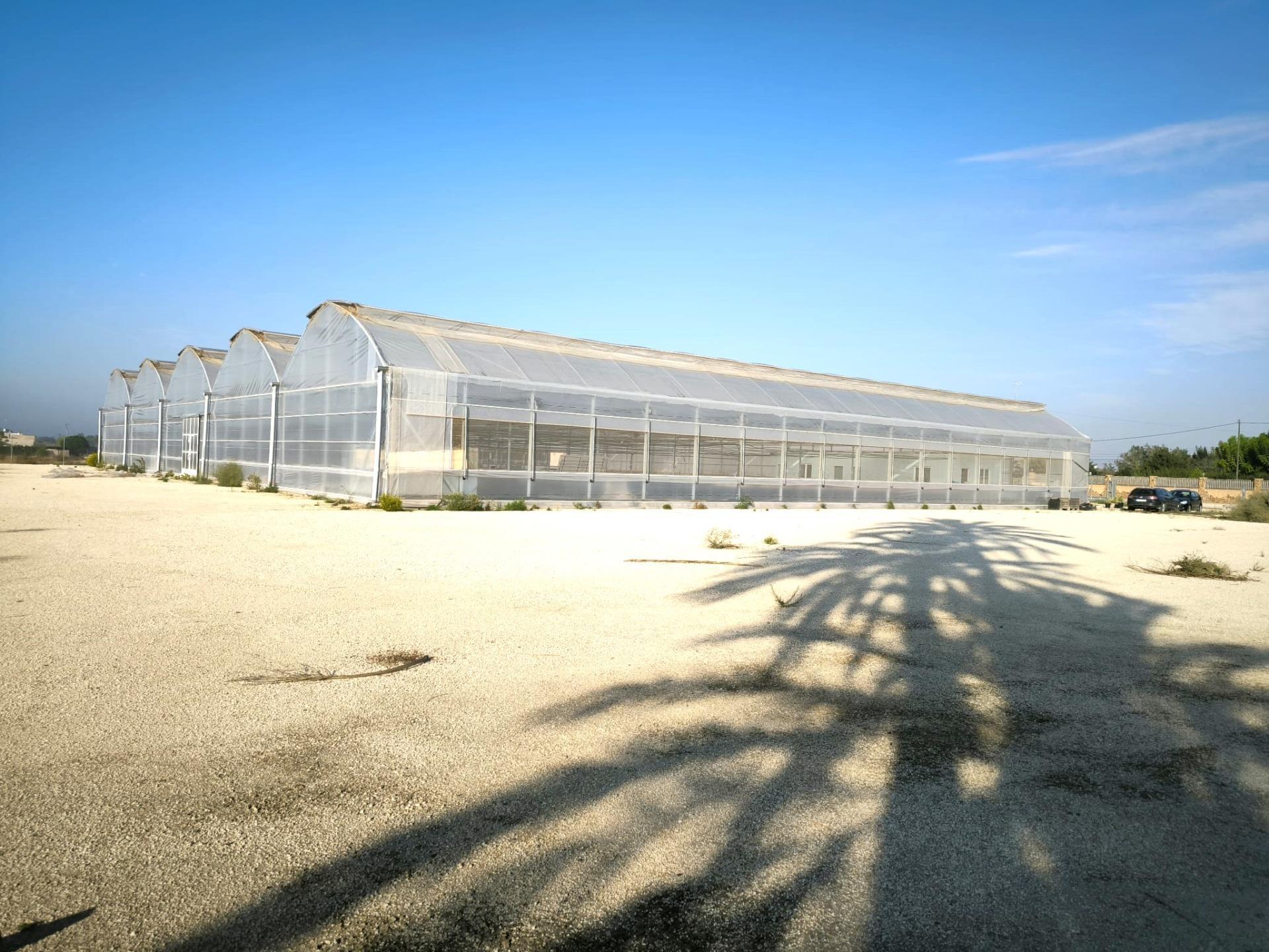 Fincas y solares-Venta-Elche-1943521-Foto-17