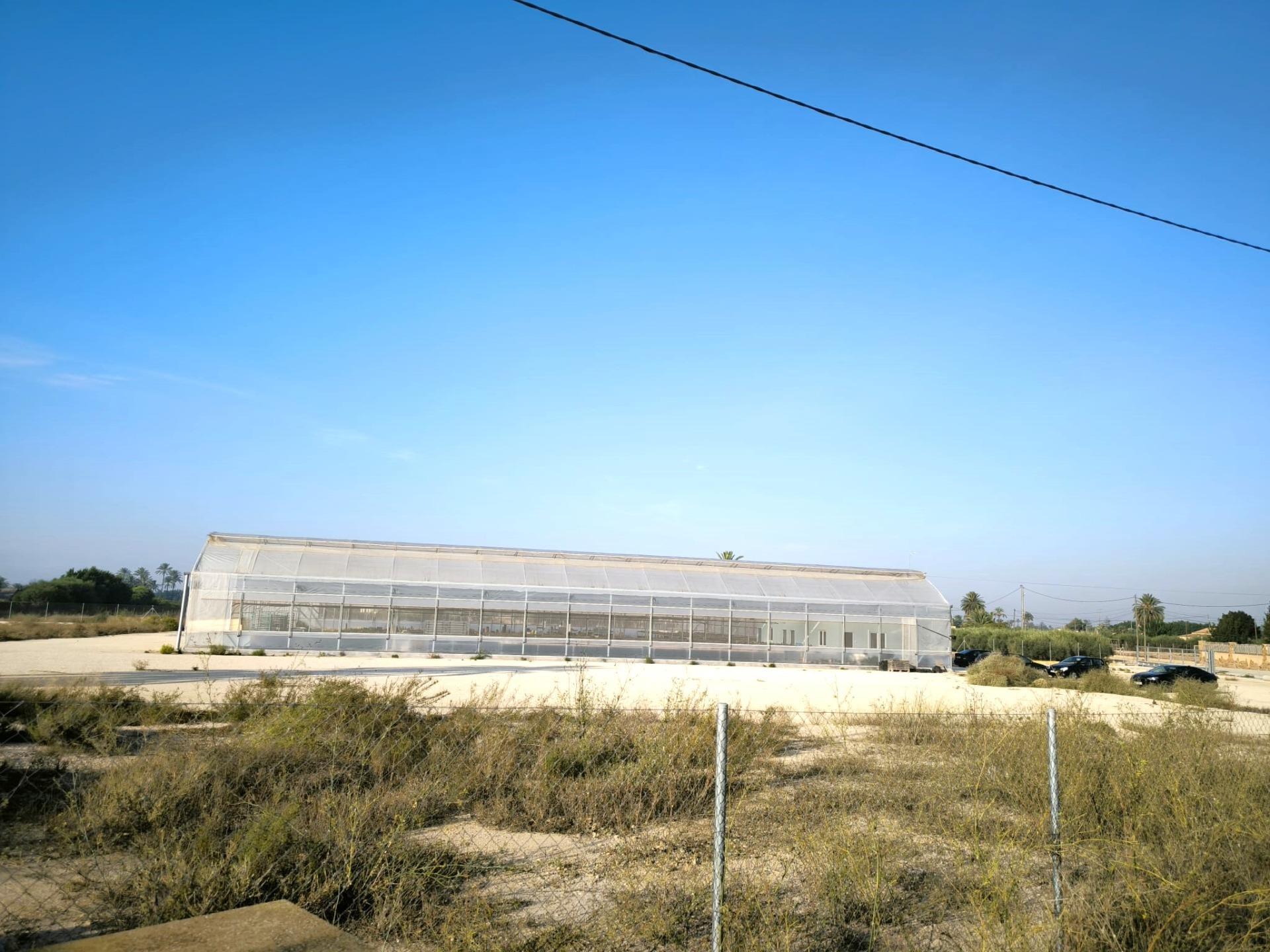 Fincas y solares-Venta-Elche-1943521-Foto-29