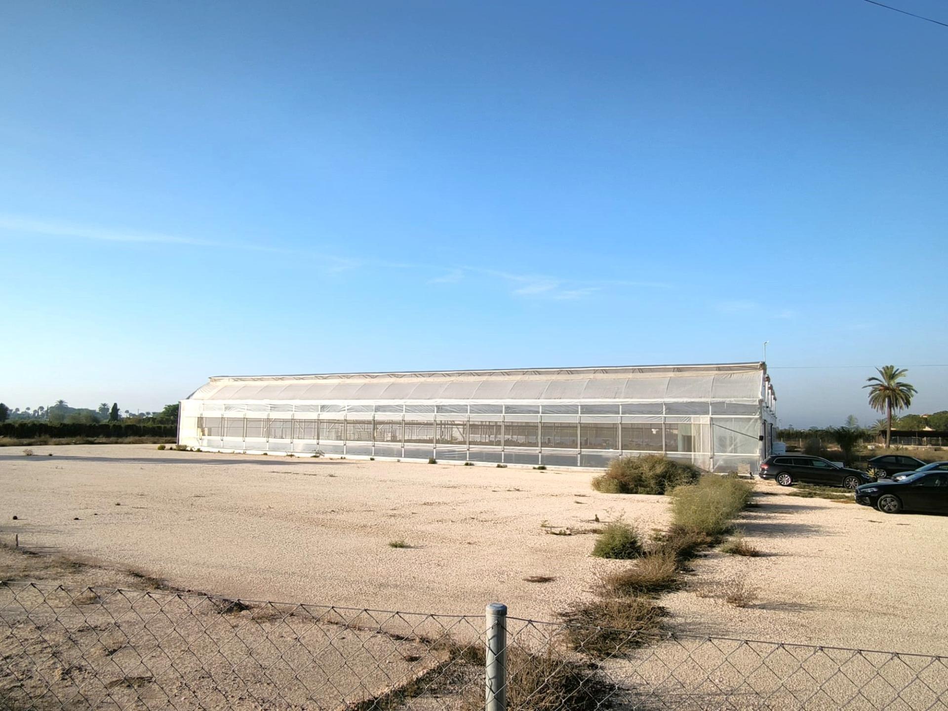 Fincas y solares-Venta-Elche-1943521-Foto-33