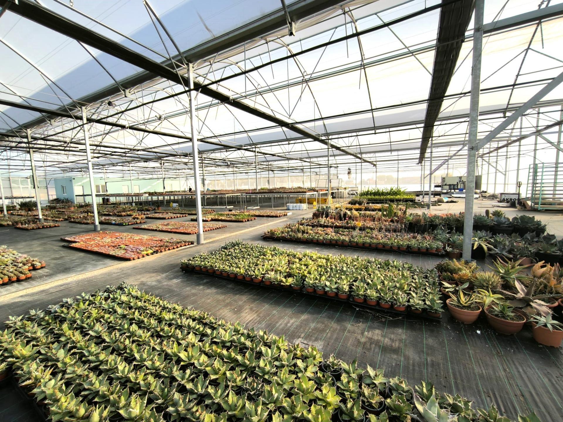 Fincas y solares-Venta-Elche-1943521-Foto-53