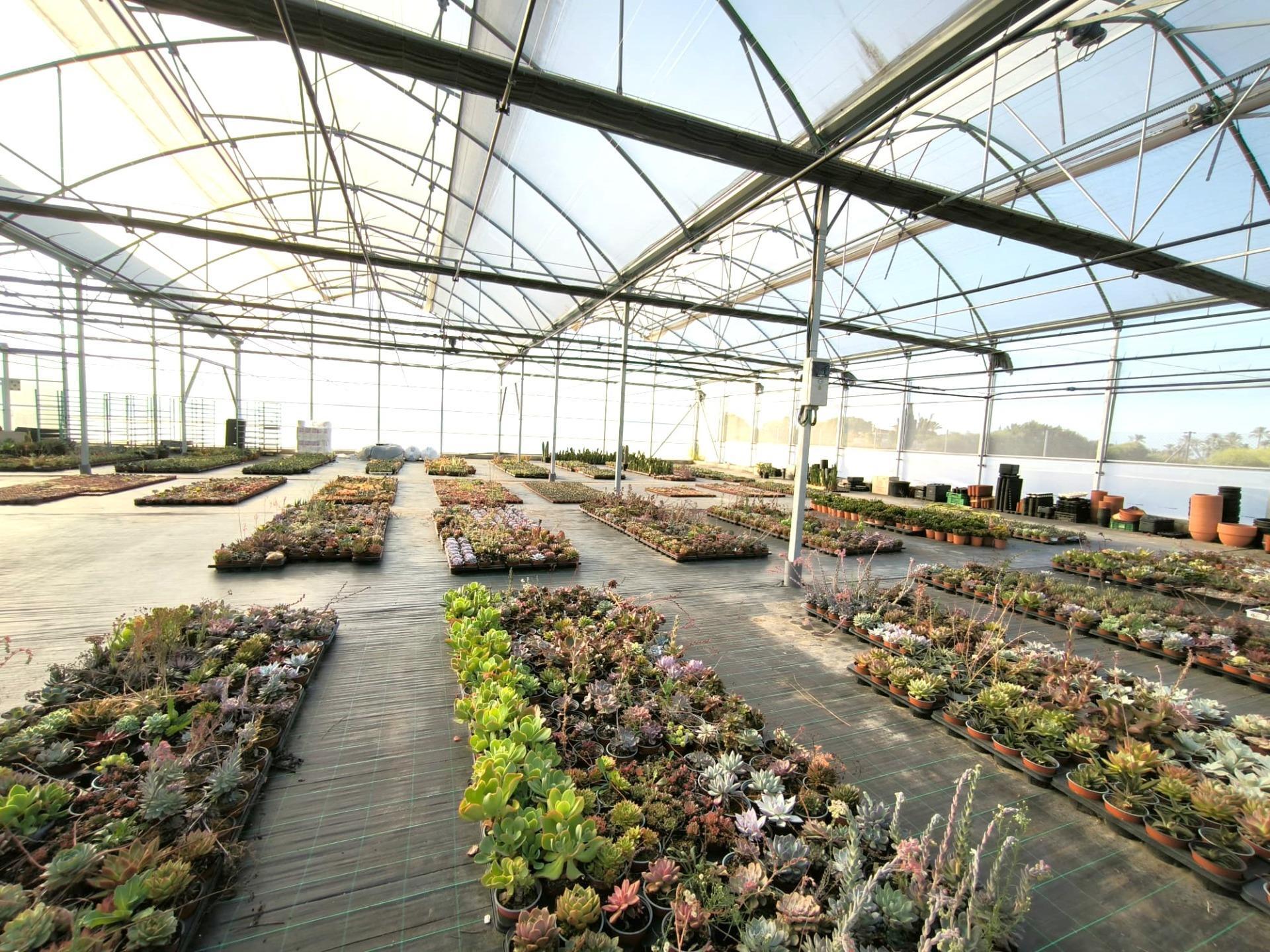 Fincas y solares-Venta-Elche-1943521-Foto-63