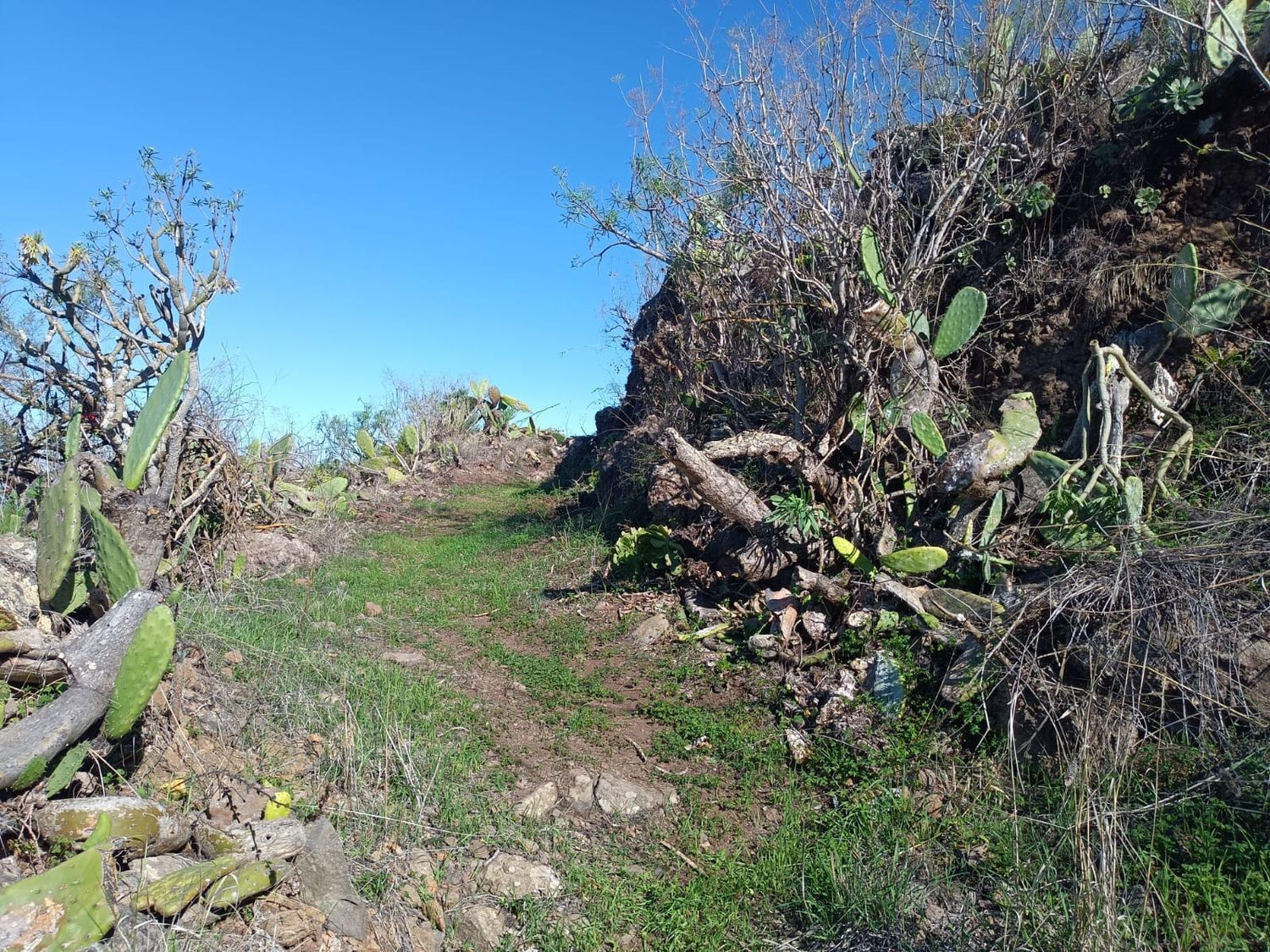Fincas y solares-Venta-Santa María de Guía de Gran Canaria-1968525