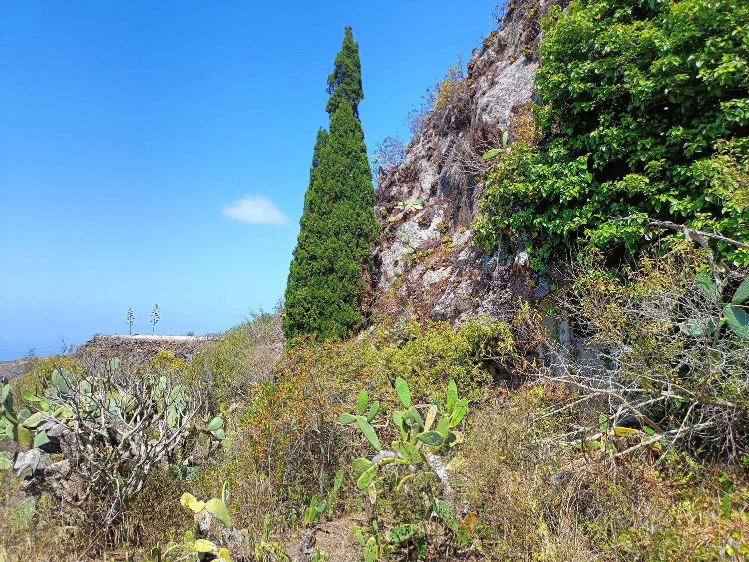 Fincas y solares-Venta-Santa MarÃ­a de GuÃ­a de Gran Canaria-1968525-Foto-5