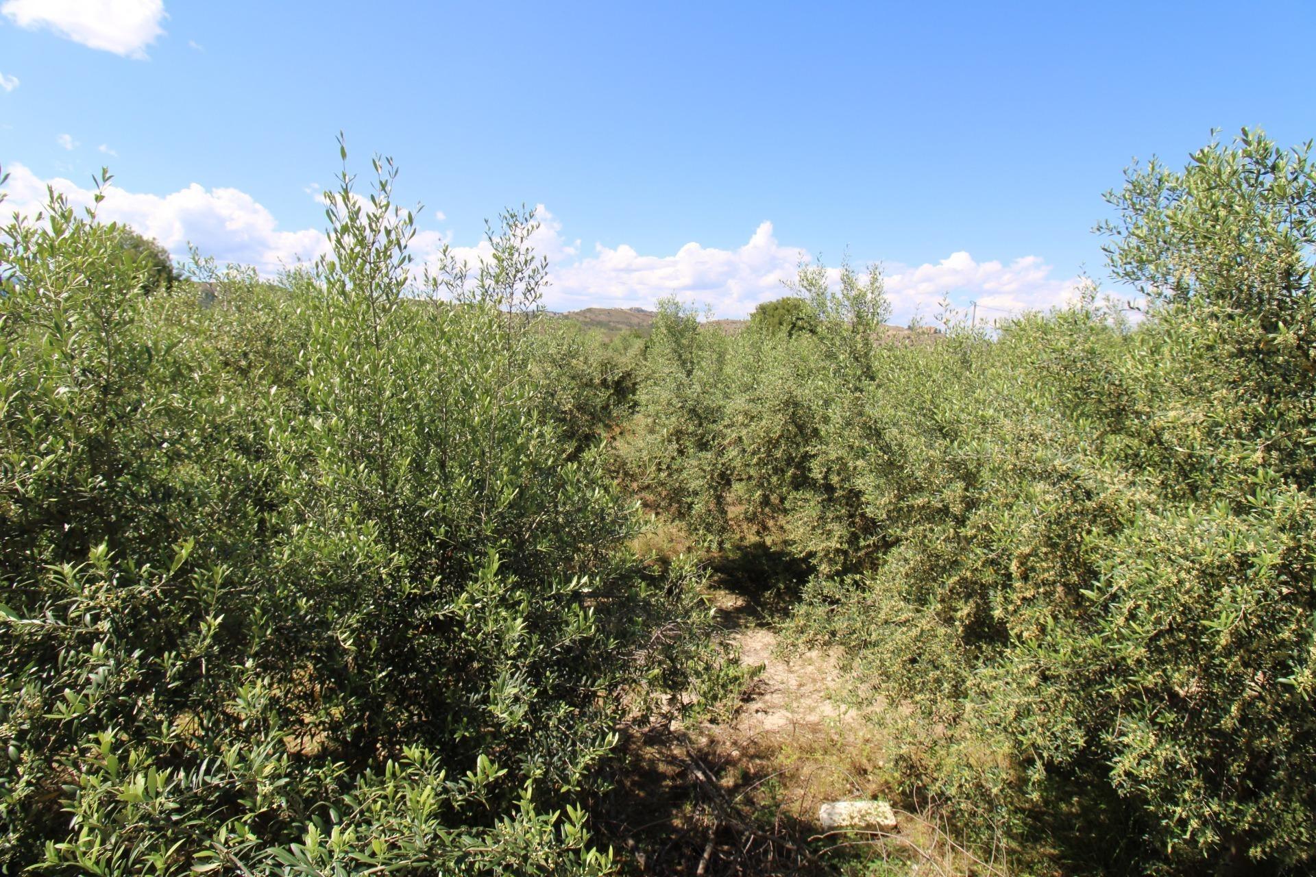 Casas o chalets-Venta-CehegÃ­n-1887286-Foto-47