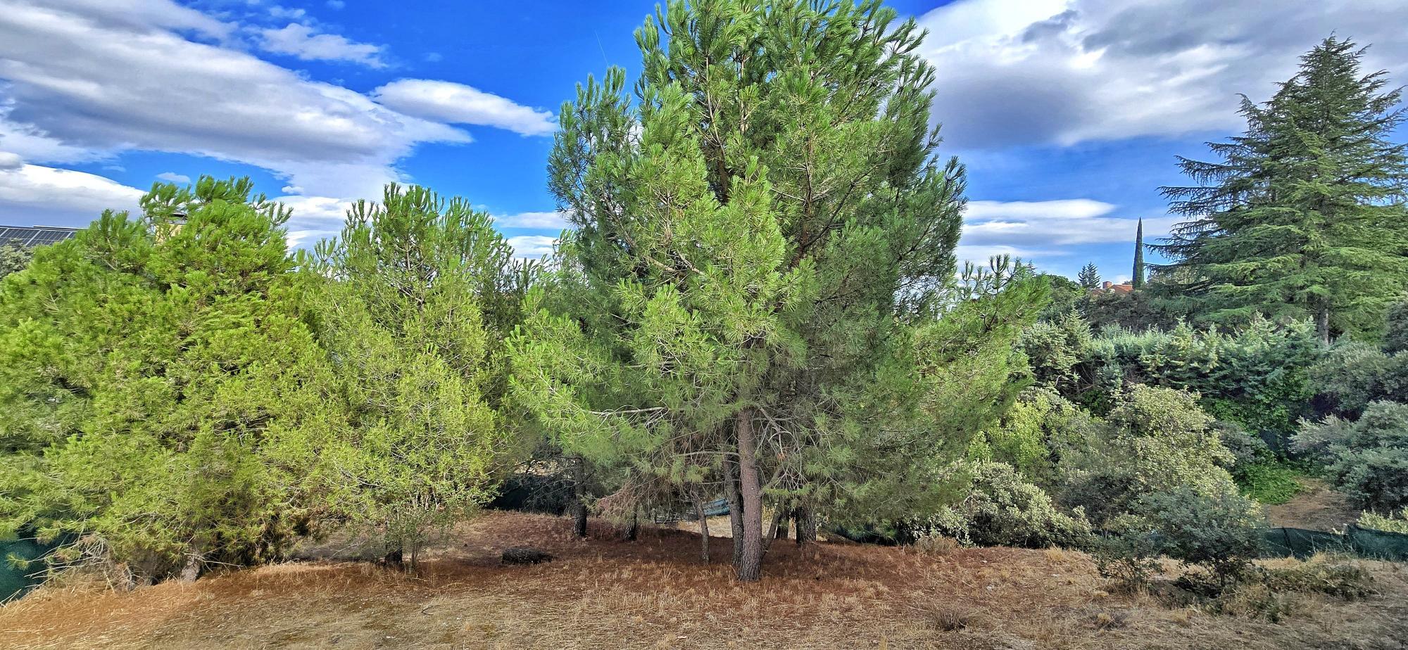 Casas o chalets-Venta-Torrelodones-1968924-Foto-26