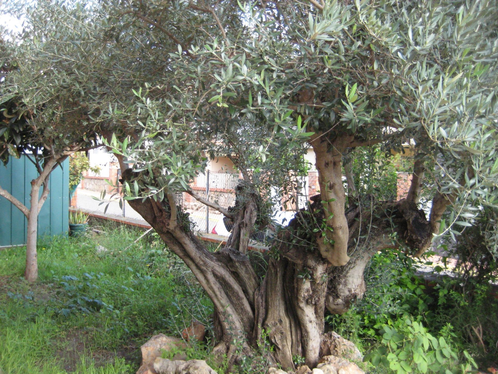 Casas o chalets-Venta-Viver-1968936-Foto-10