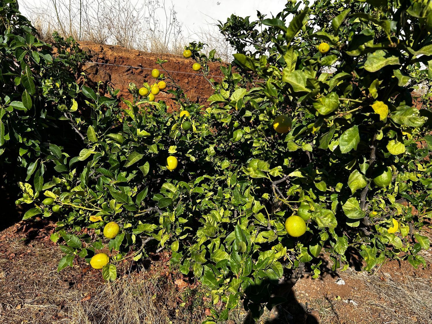 Casas o chalets-Venta-El Rosario-1969095-Foto-5