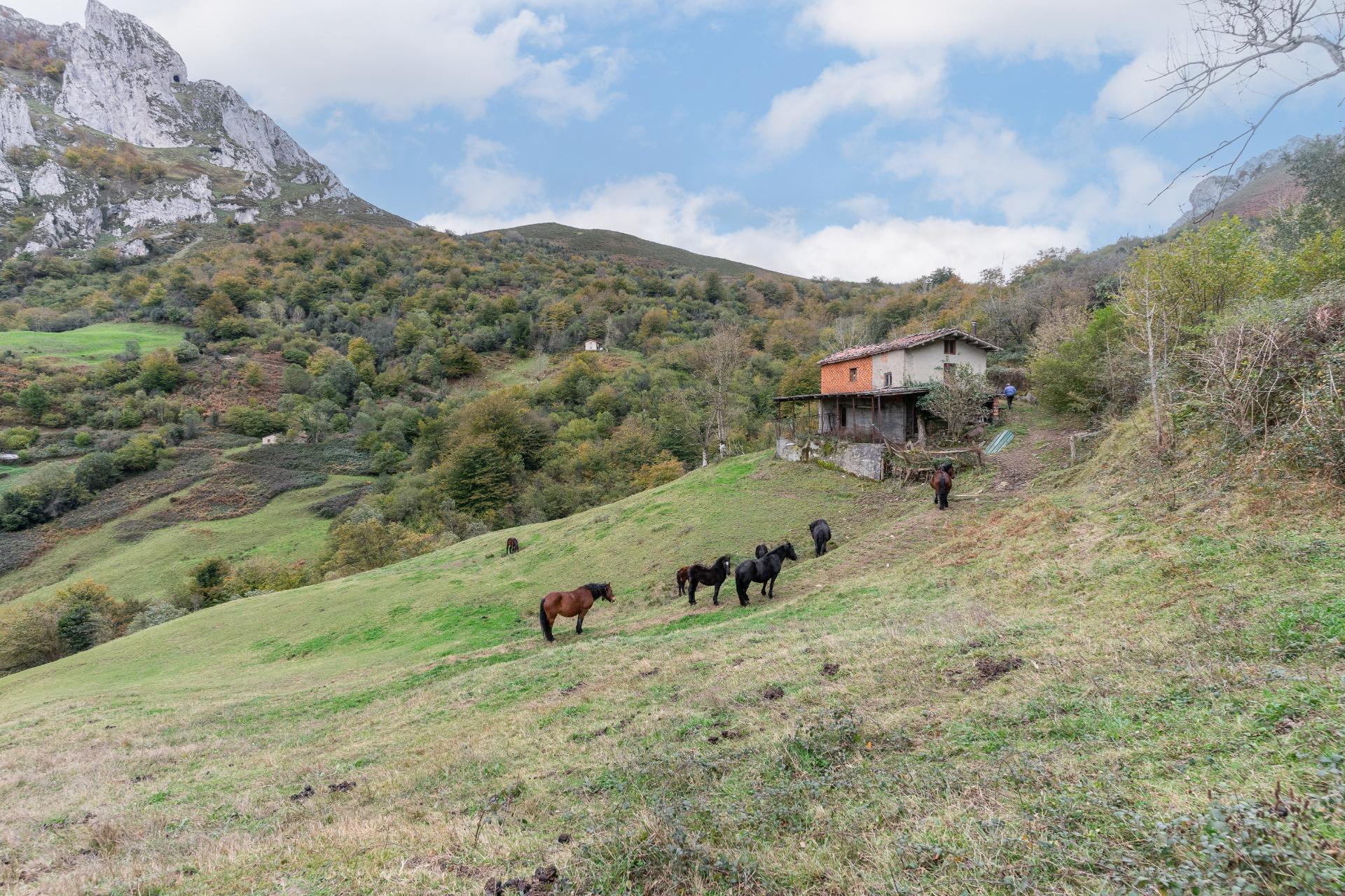 Fincas y solares-Venta-Laviana-1969762-Foto-24