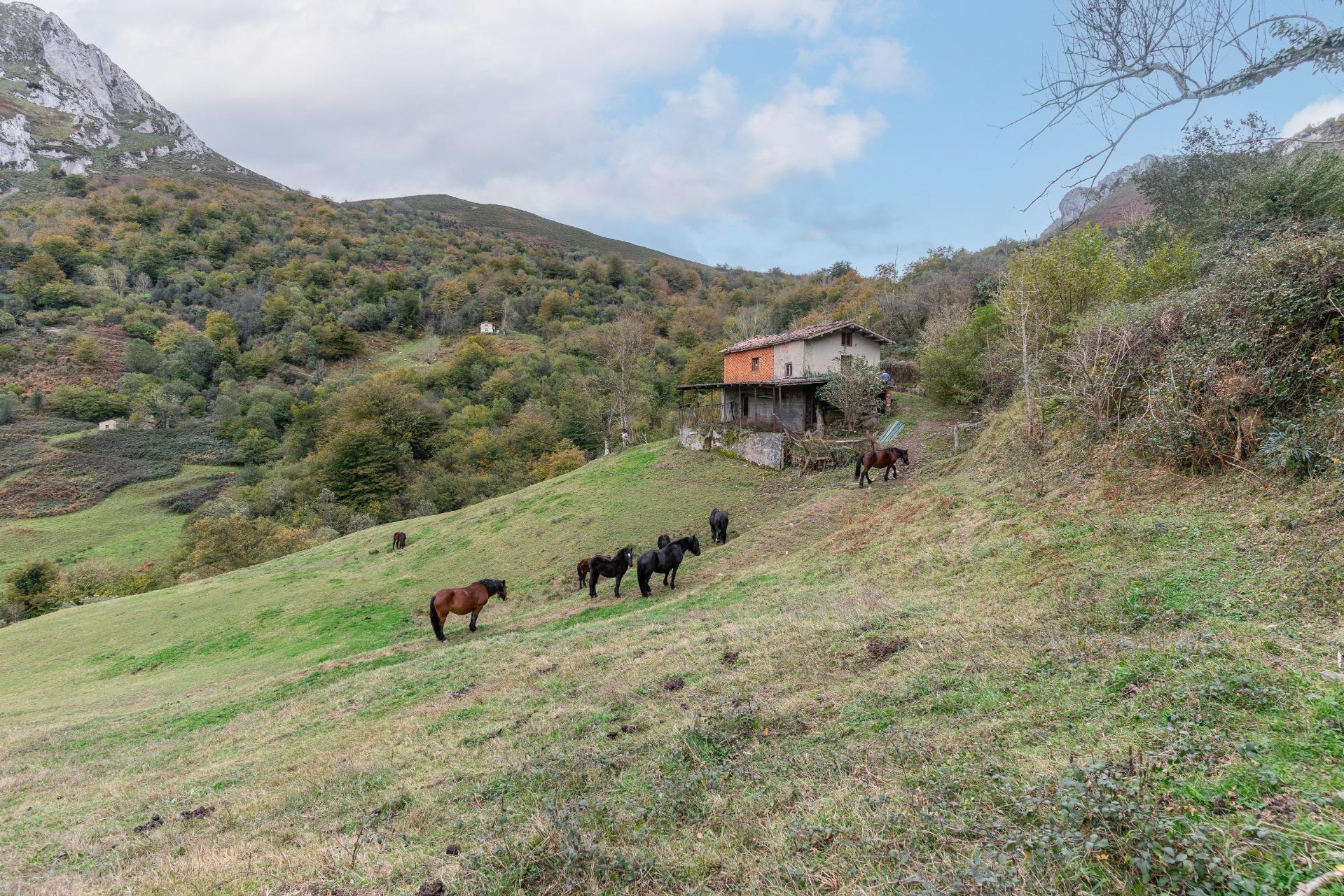 Fincas y solares-Venta-Laviana-1969762-Foto-39