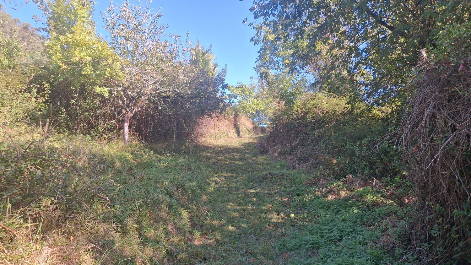 Fincas y solares-Venta-Villaviciosa-1969765-Foto-16