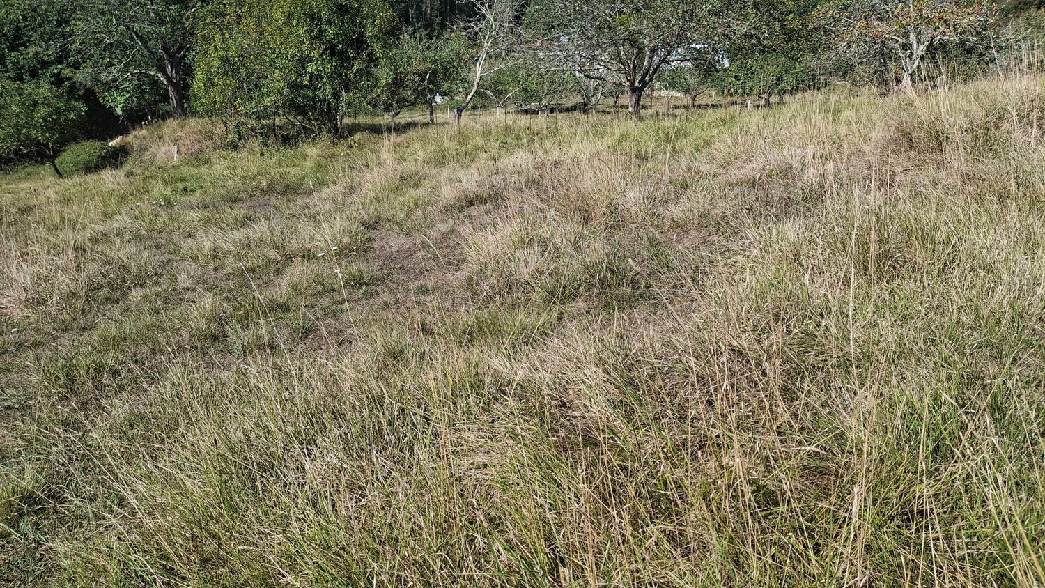 Fincas y solares-Venta-Villaviciosa-1969765-Foto-18