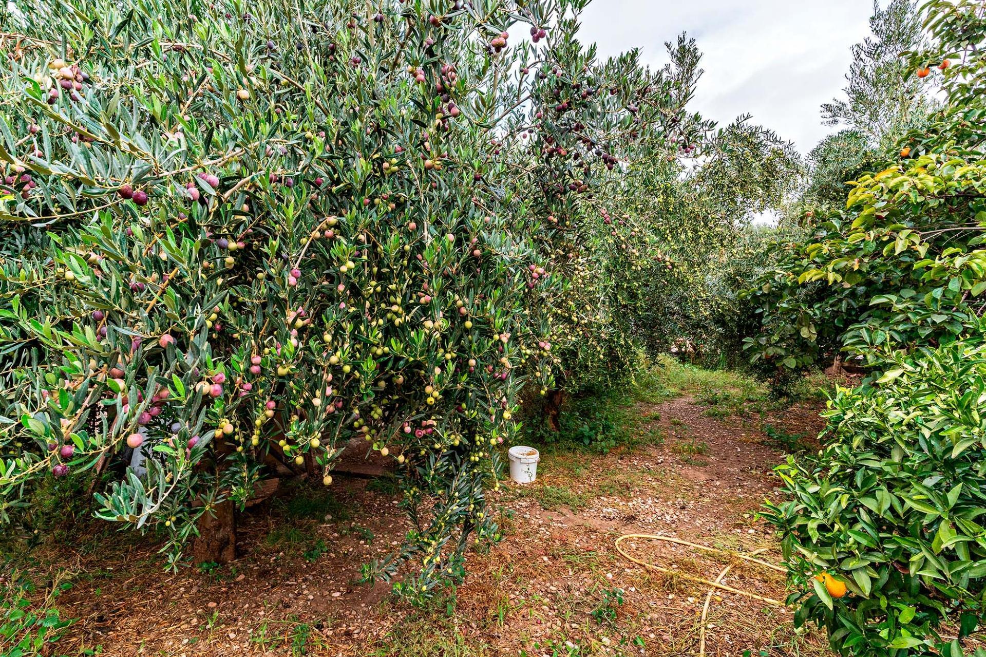 Pisos-Venta-Berja-1969823-Foto-22