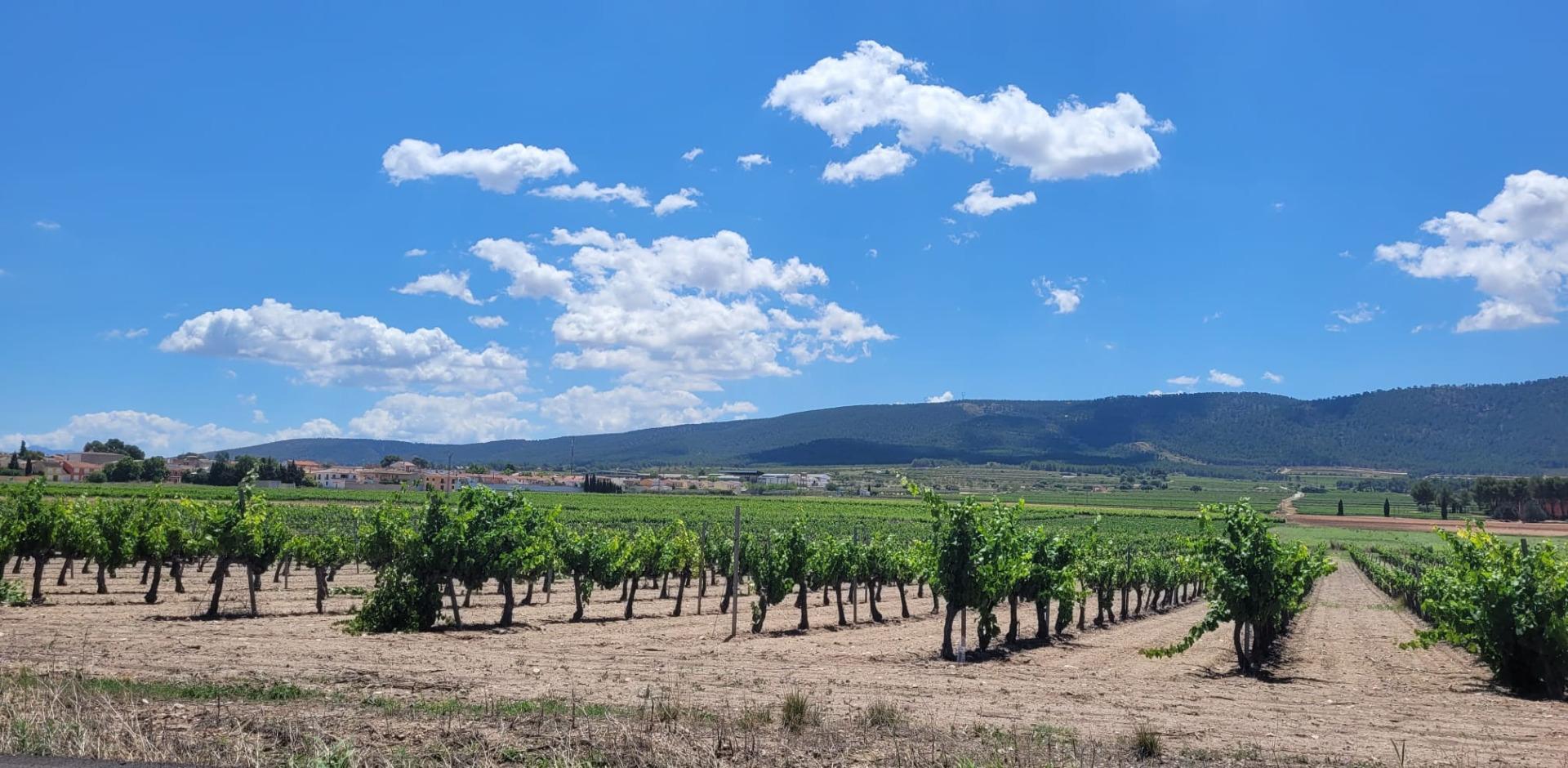 Casas o chalets-Venta-Fontanars dels Alforins-1299816-Foto-74