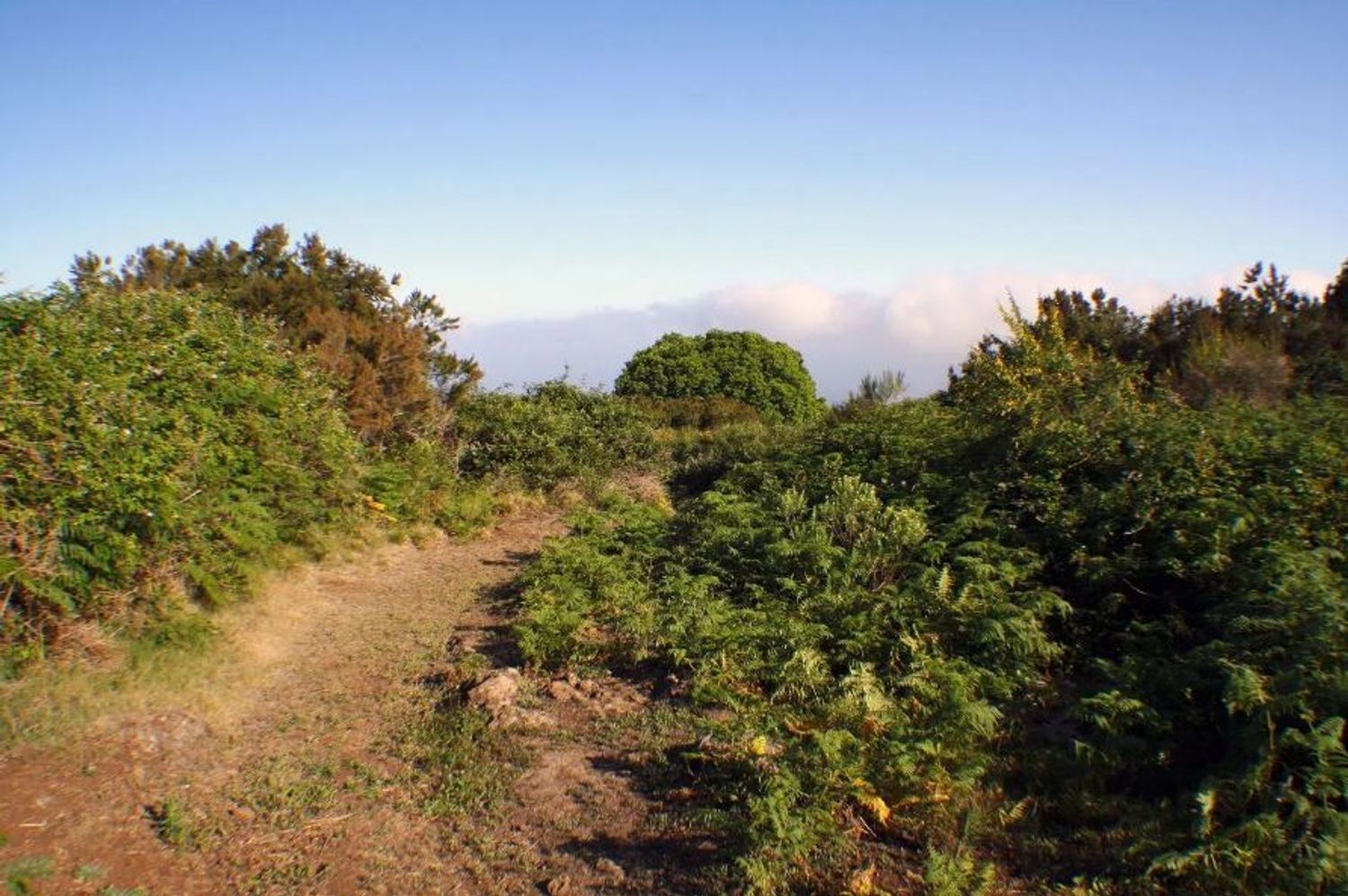 Fincas y solares-Venta-El Sauzal-1970207-Foto-2